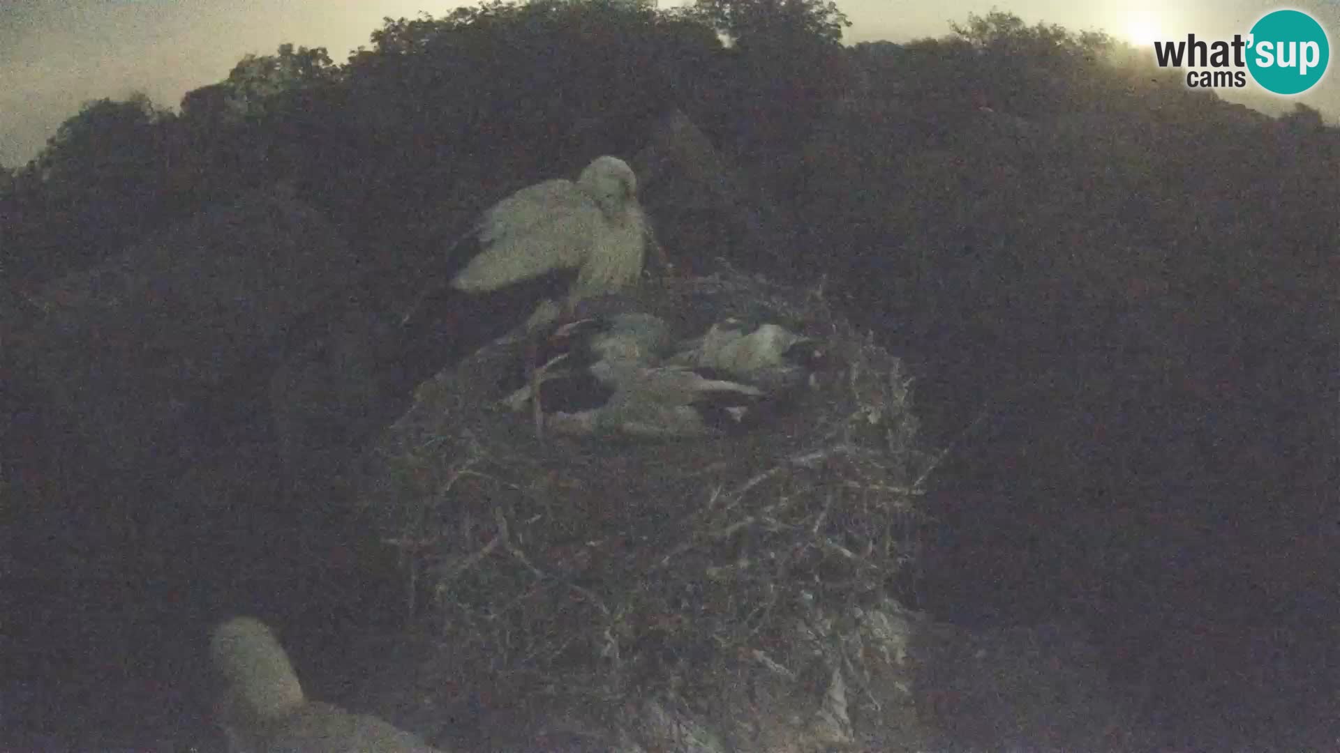 U živo Europsko selo roda – Park prirode Lonjsko polje