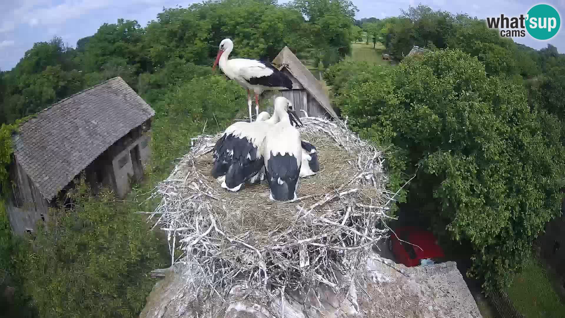 Webcam Europäisches Storchendorf – Naturpark Lonjsko polje