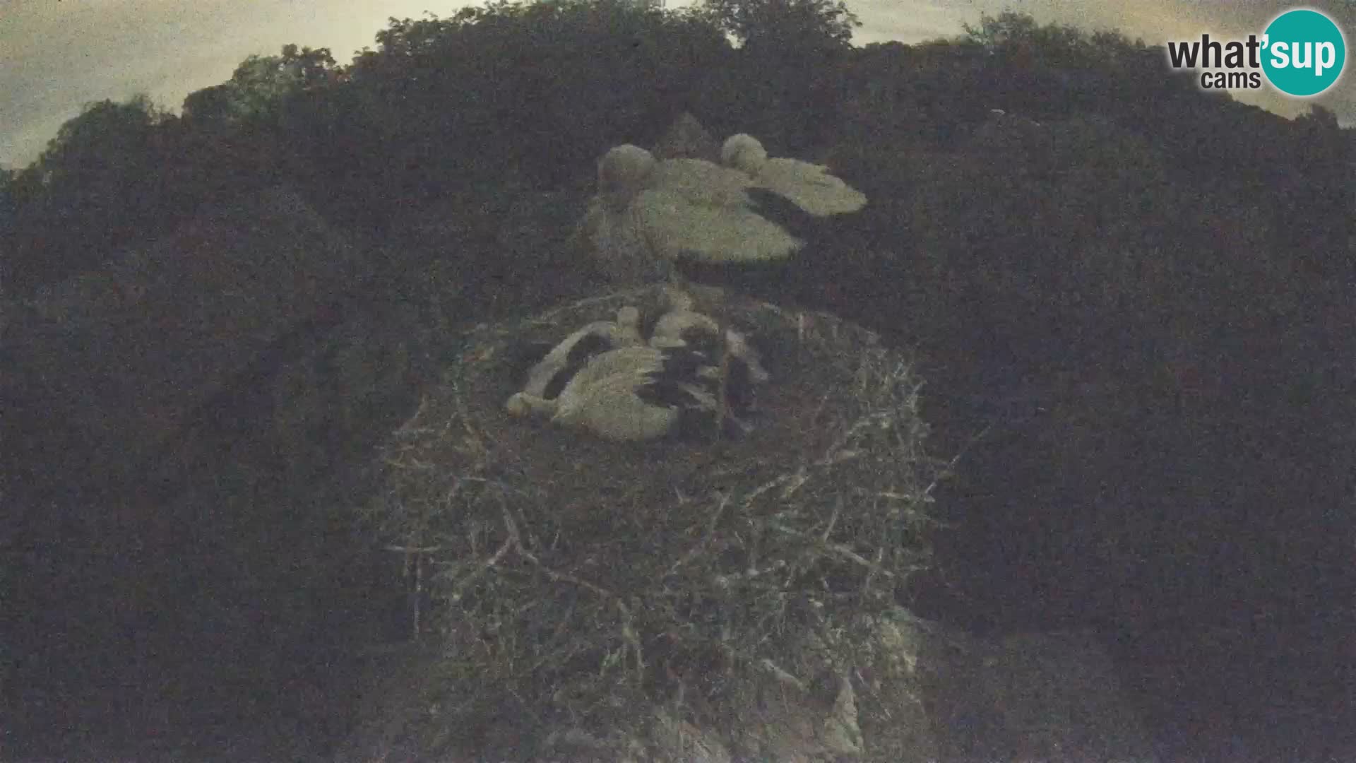 Live webcam European stork village – Lonjsko polje Nature Park