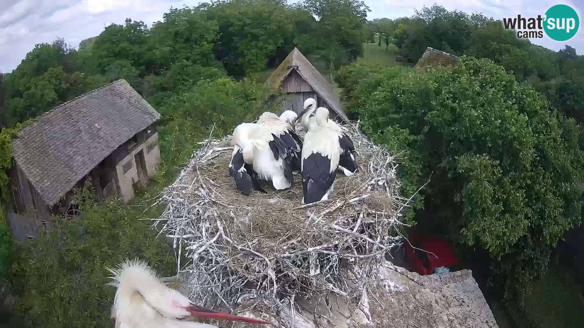 Webcam Europäisches Storchendorf – Naturpark Lonjsko polje
