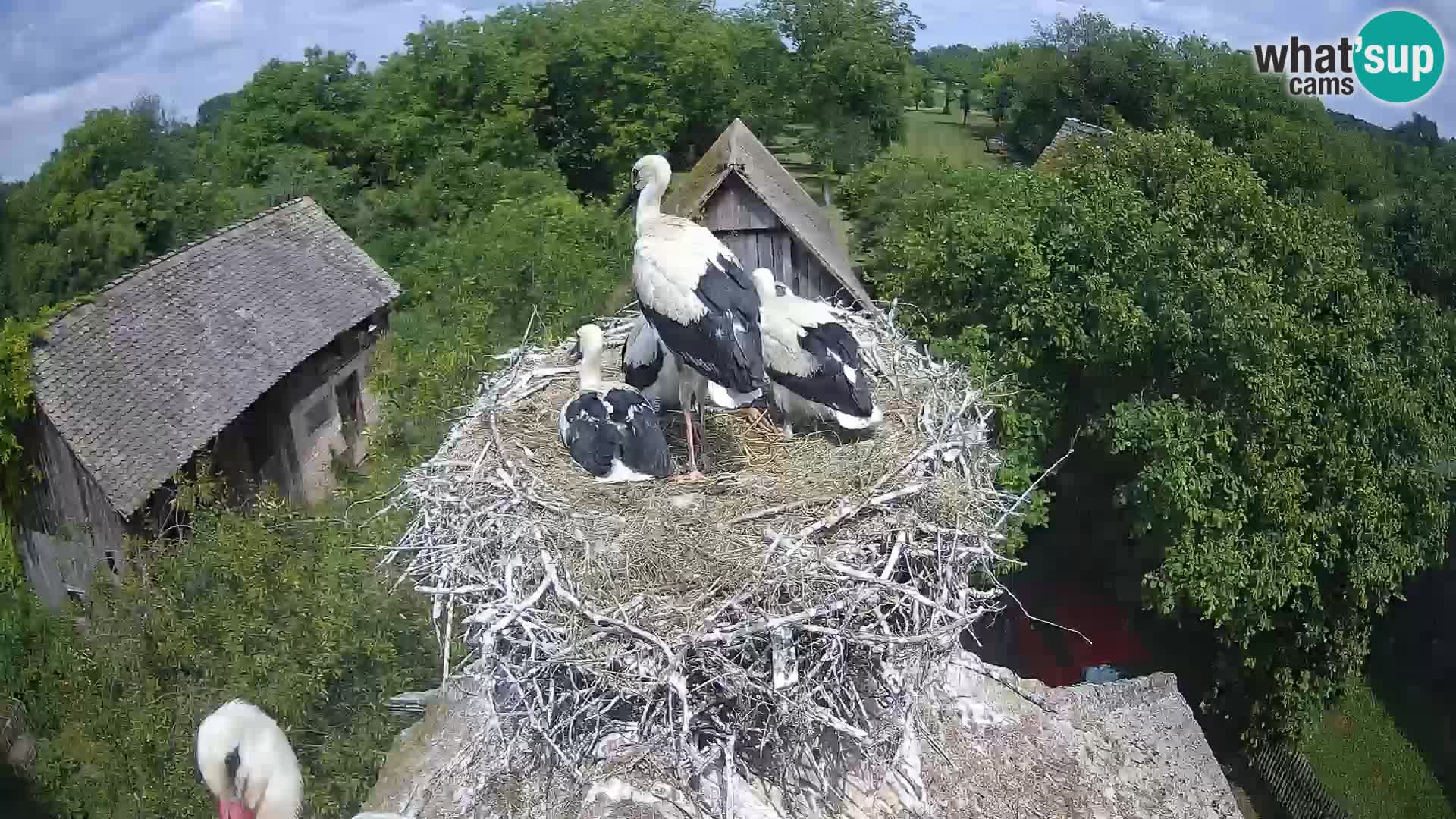 Evropska vas štorklje – Krajinski park Lonjsko polje spletna kamera