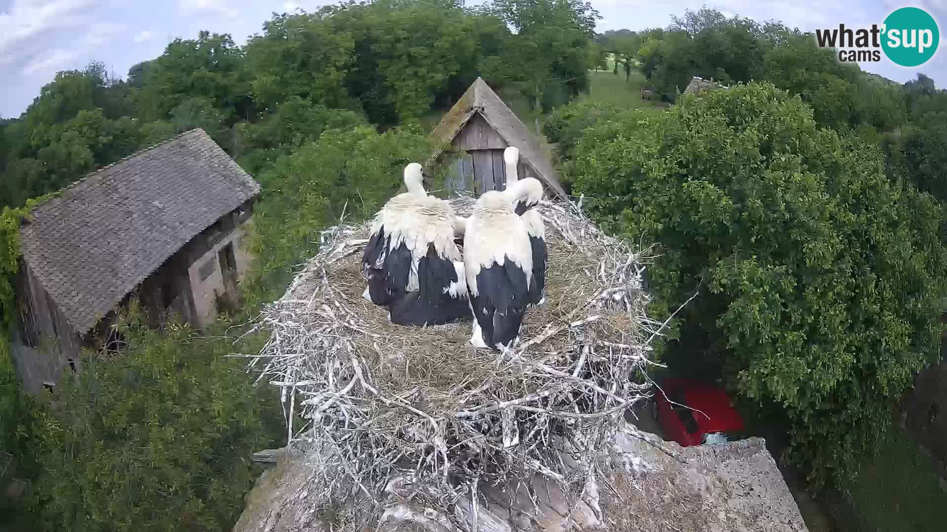 U živo Europsko selo roda – Park prirode Lonjsko polje