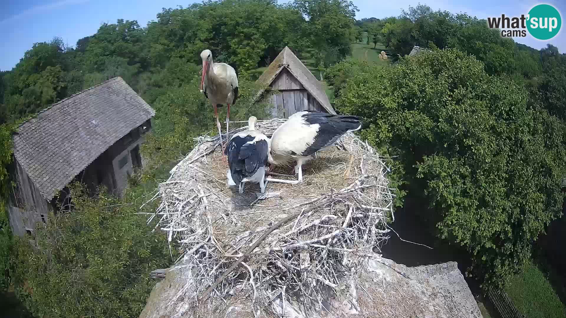 Pueblo europeo de cigüeñas camera en vivo Parque Natural Lonjsko polje