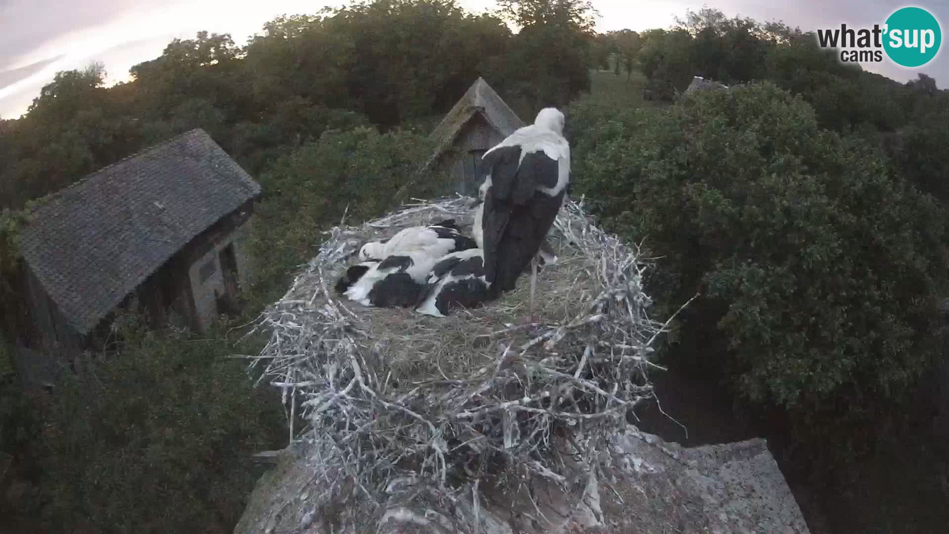 Village européen de cigognes webcam Parc naturel de Lonjsko polje