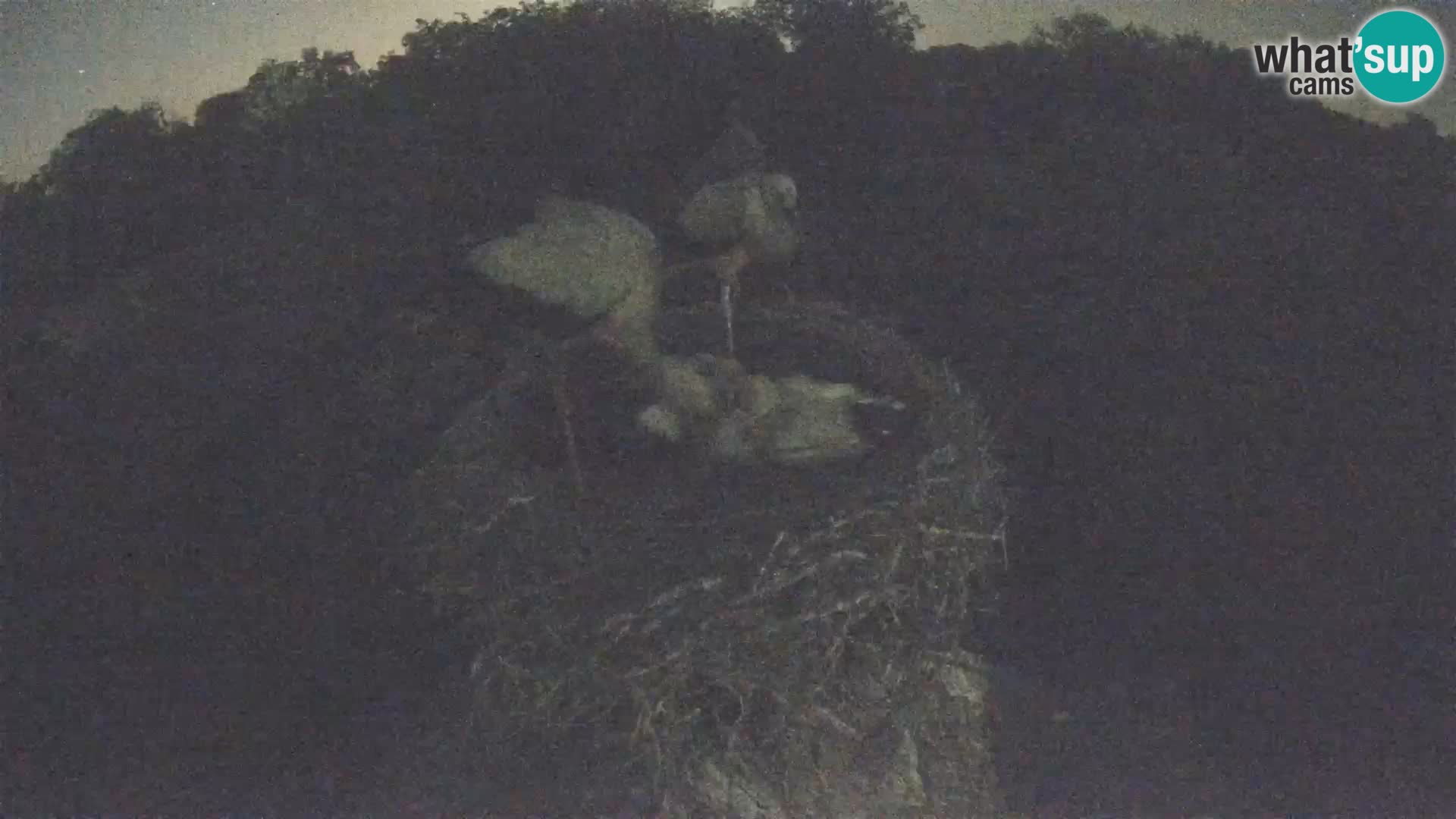 Villaggio delle cicogne europee webcam Parco naturale di Lonjsko polje