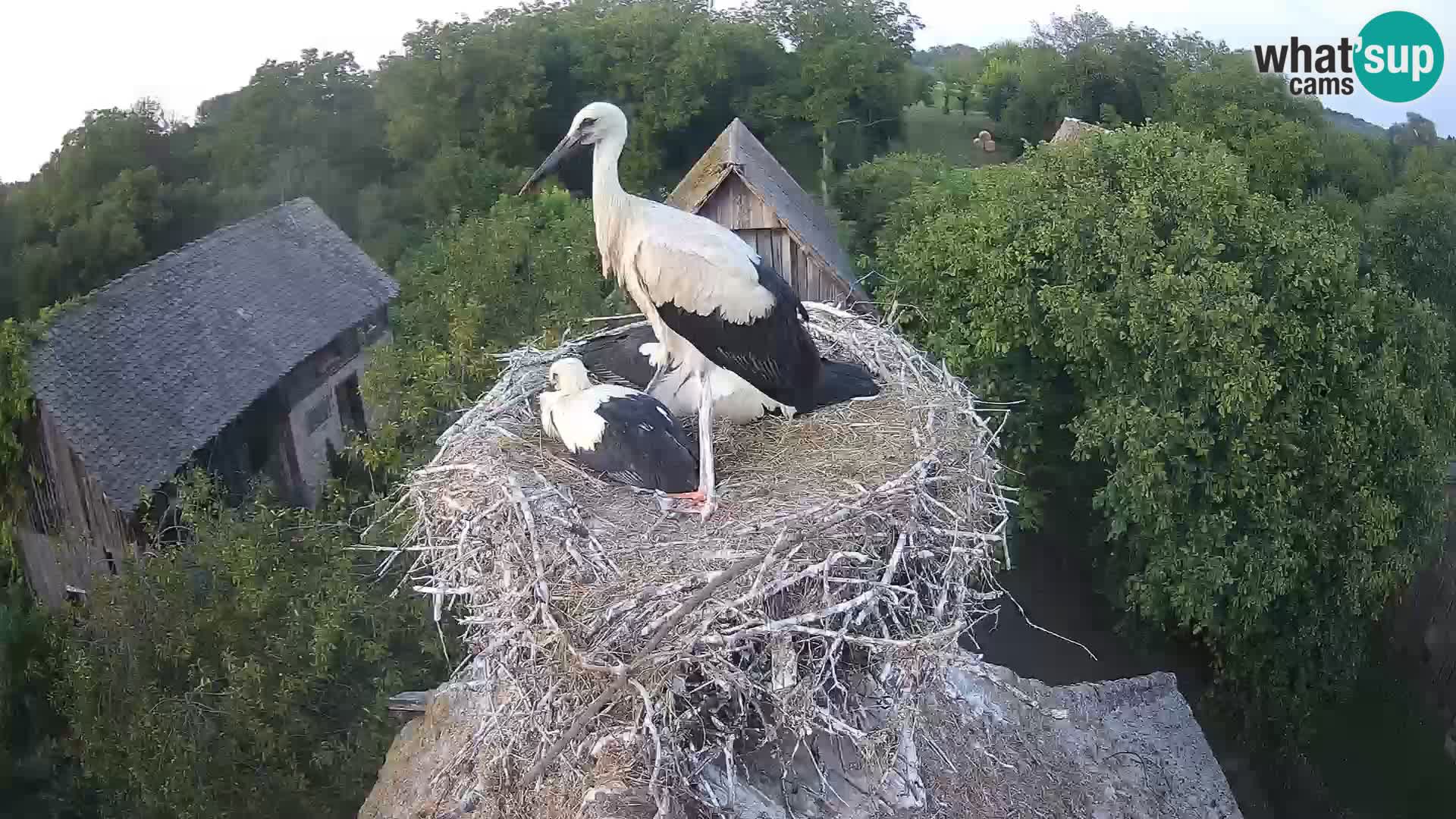 Webcam Europäisches Storchendorf – Naturpark Lonjsko polje