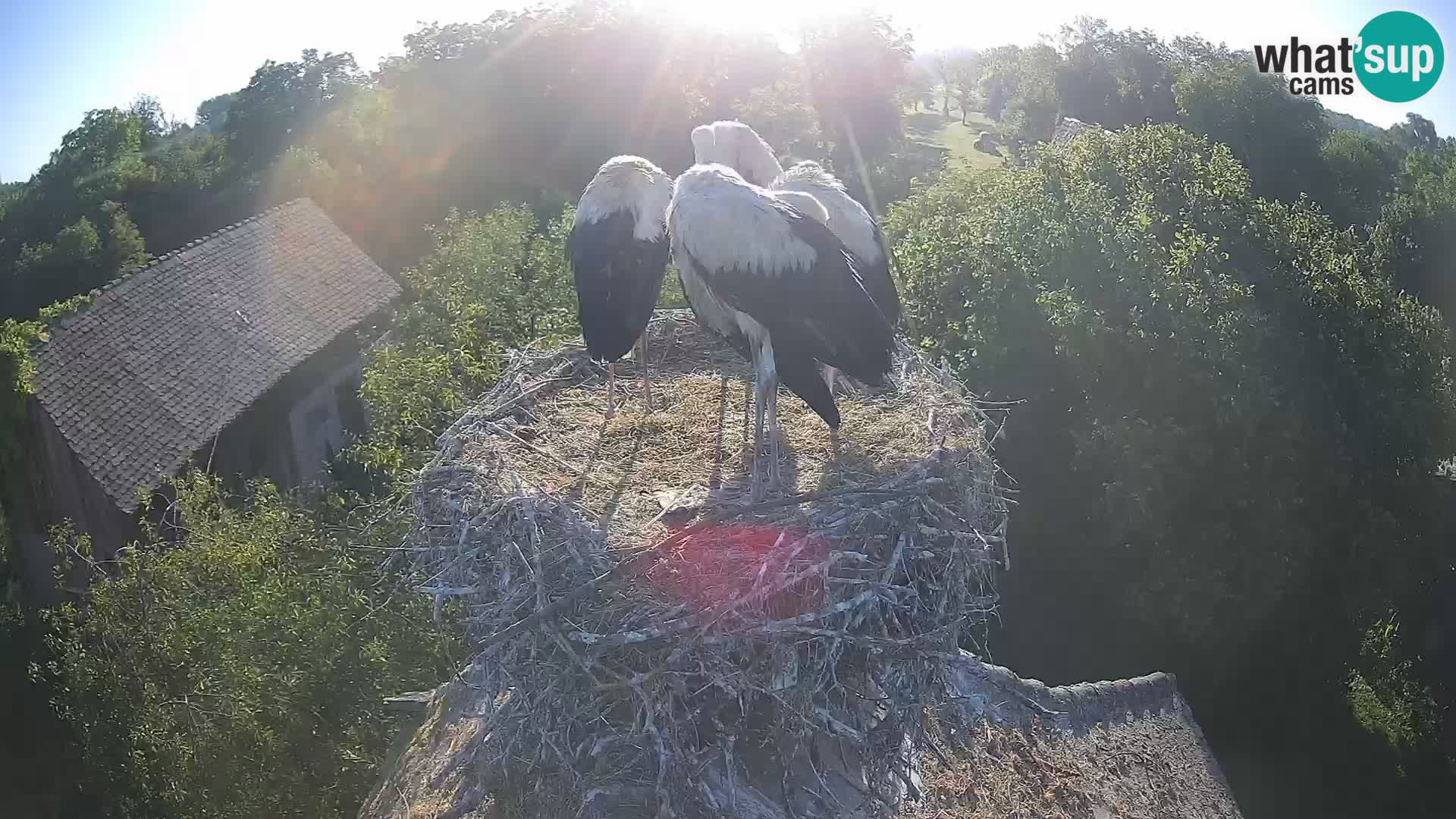 Live webcam European stork village – Lonjsko polje Nature Park