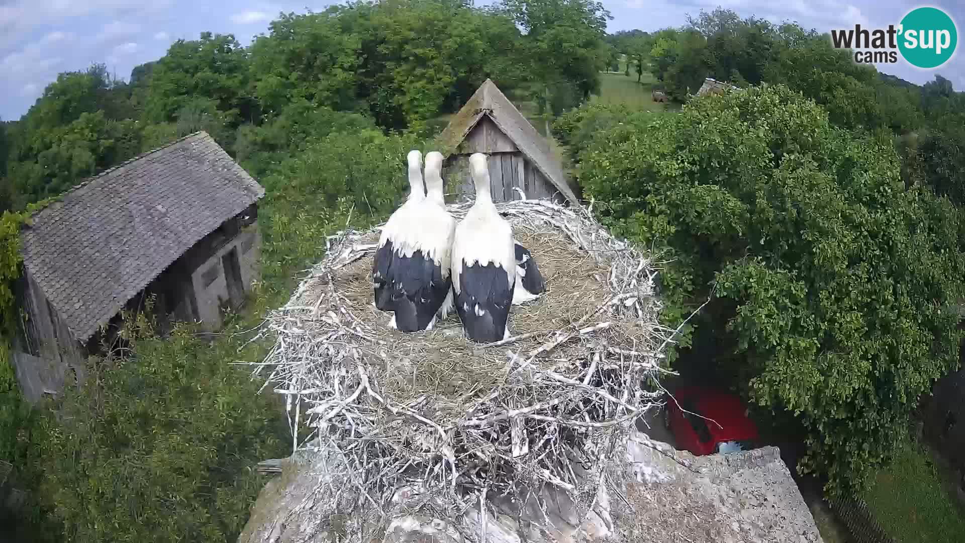 Pueblo europeo de cigüeñas camera en vivo Parque Natural Lonjsko polje
