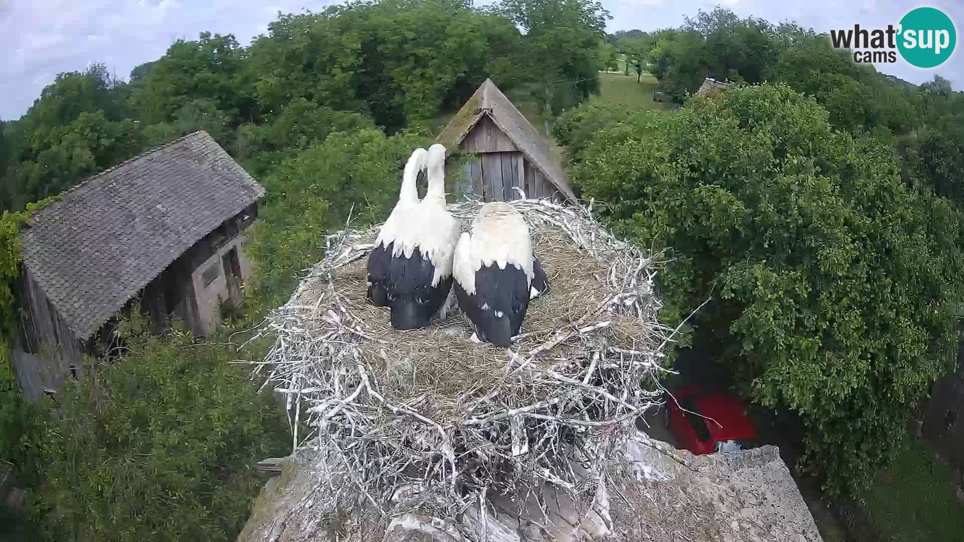 Village européen de cigognes webcam Parc naturel de Lonjsko polje