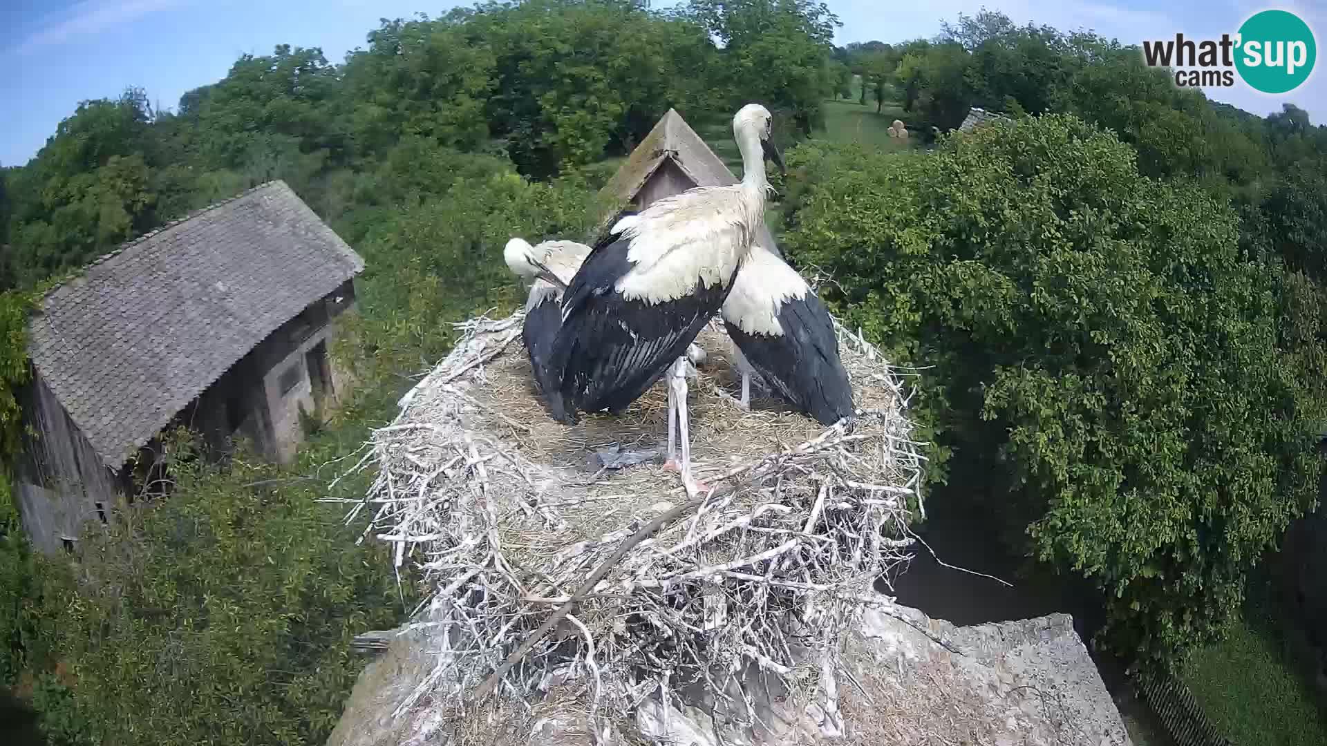 Live webcam European stork village – Lonjsko polje Nature Park