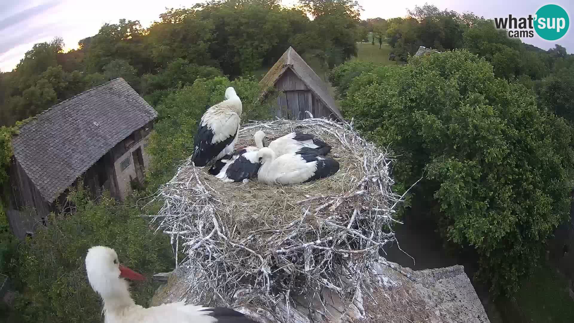 Village européen de cigognes webcam Parc naturel de Lonjsko polje