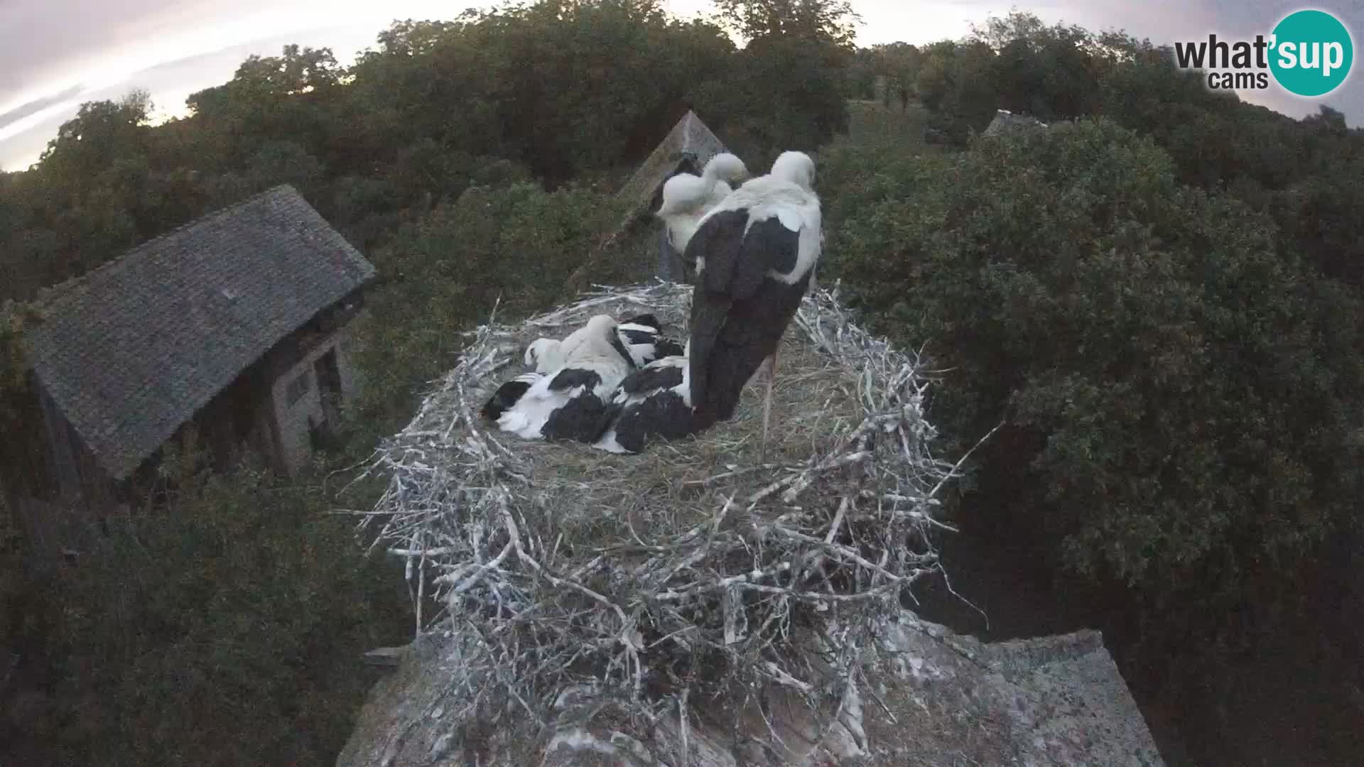 Village européen de cigognes webcam Parc naturel de Lonjsko polje