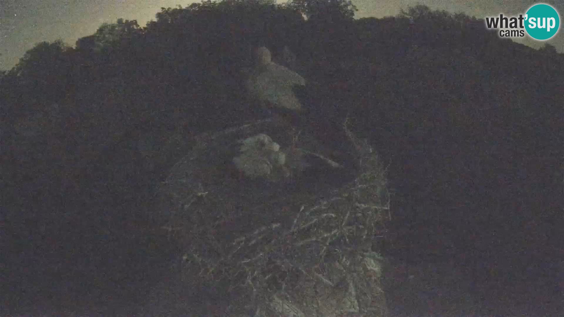 Evropska vas štorklje – Krajinski park Lonjsko polje spletna kamera