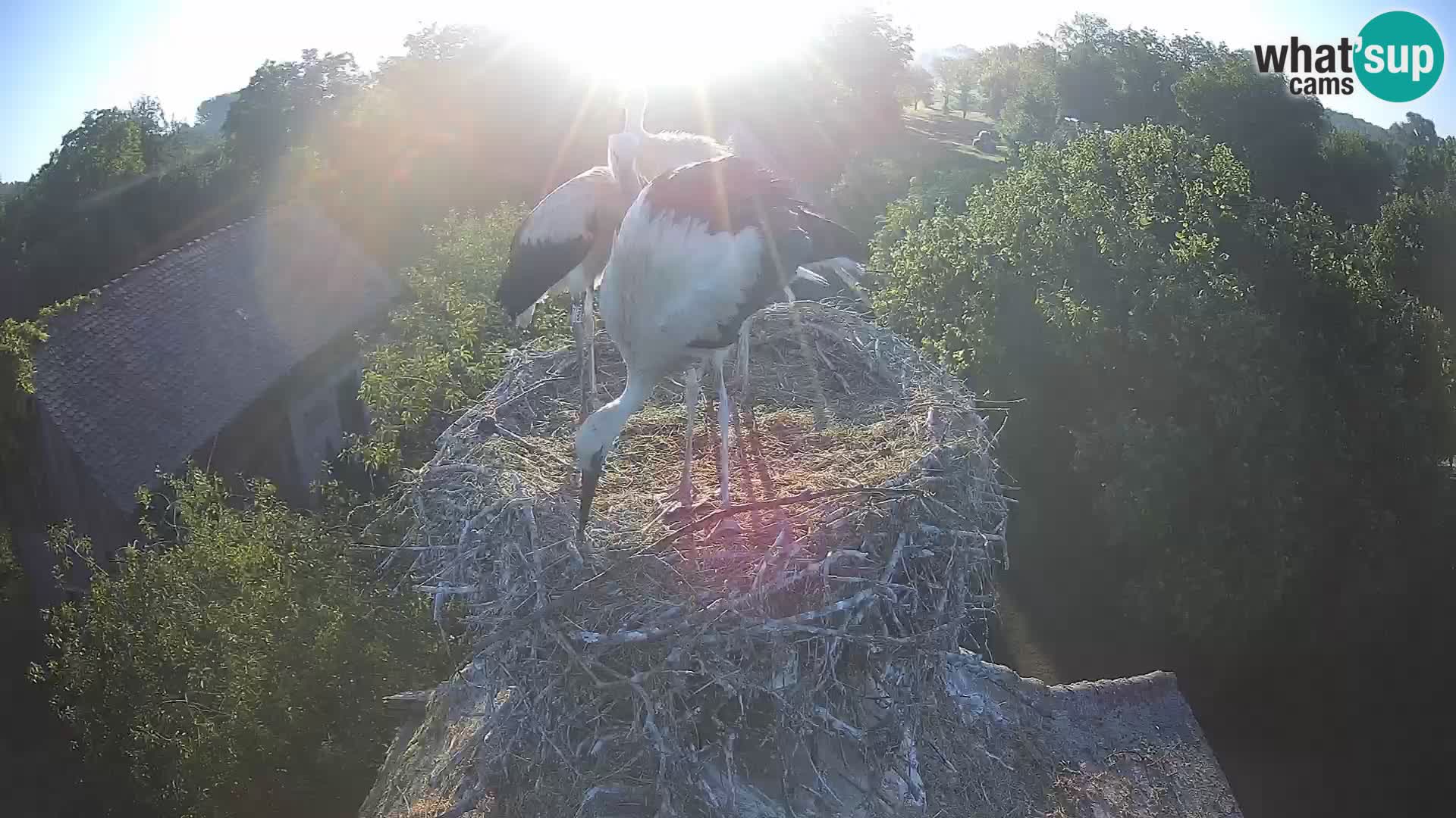 Live webcam European stork village – Lonjsko polje Nature Park