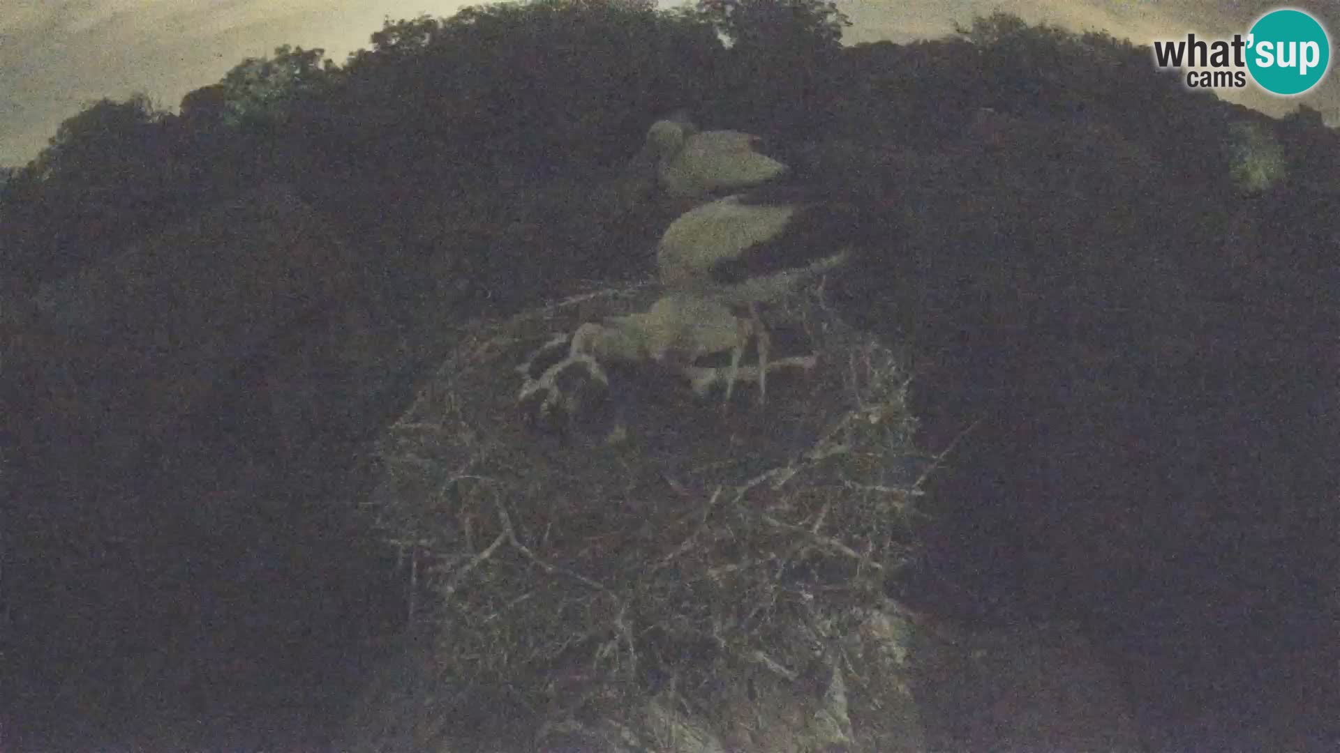 Webcam Europäisches Storchendorf – Naturpark Lonjsko polje