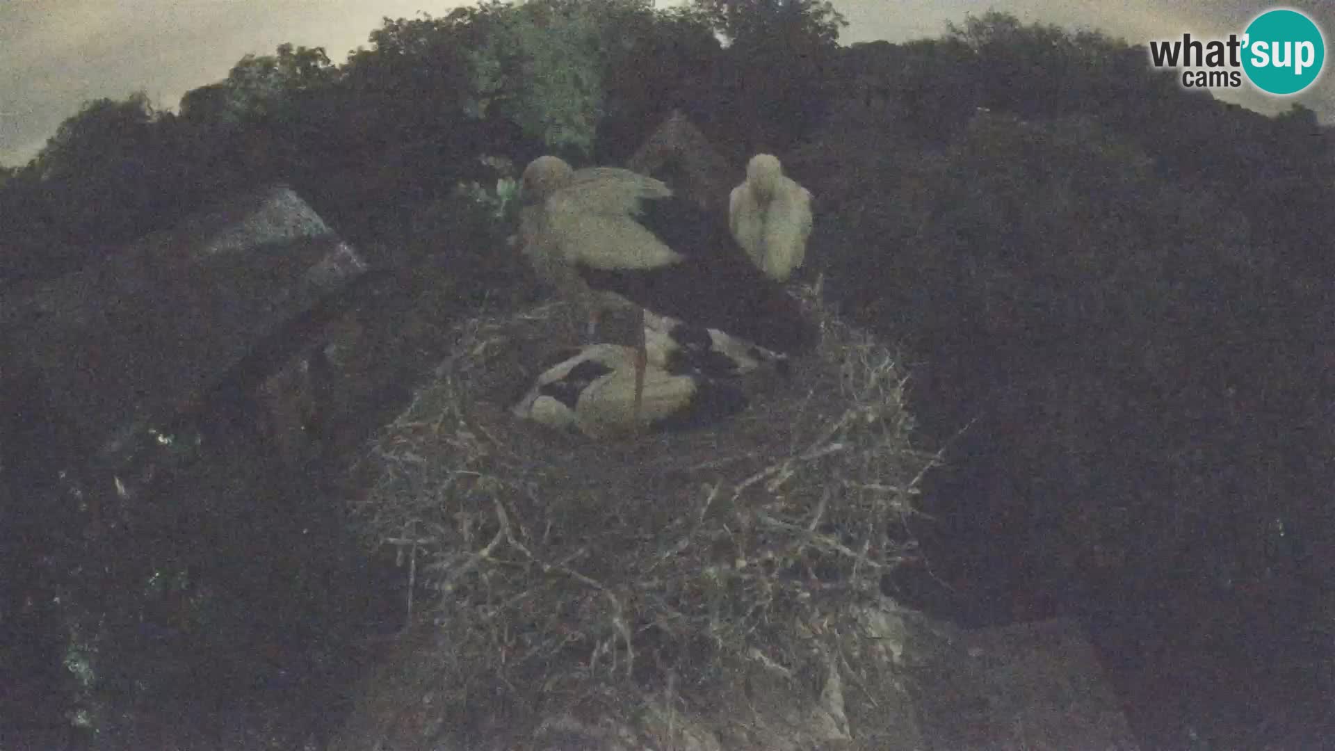 Evropska vas štorklje – Krajinski park Lonjsko polje spletna kamera