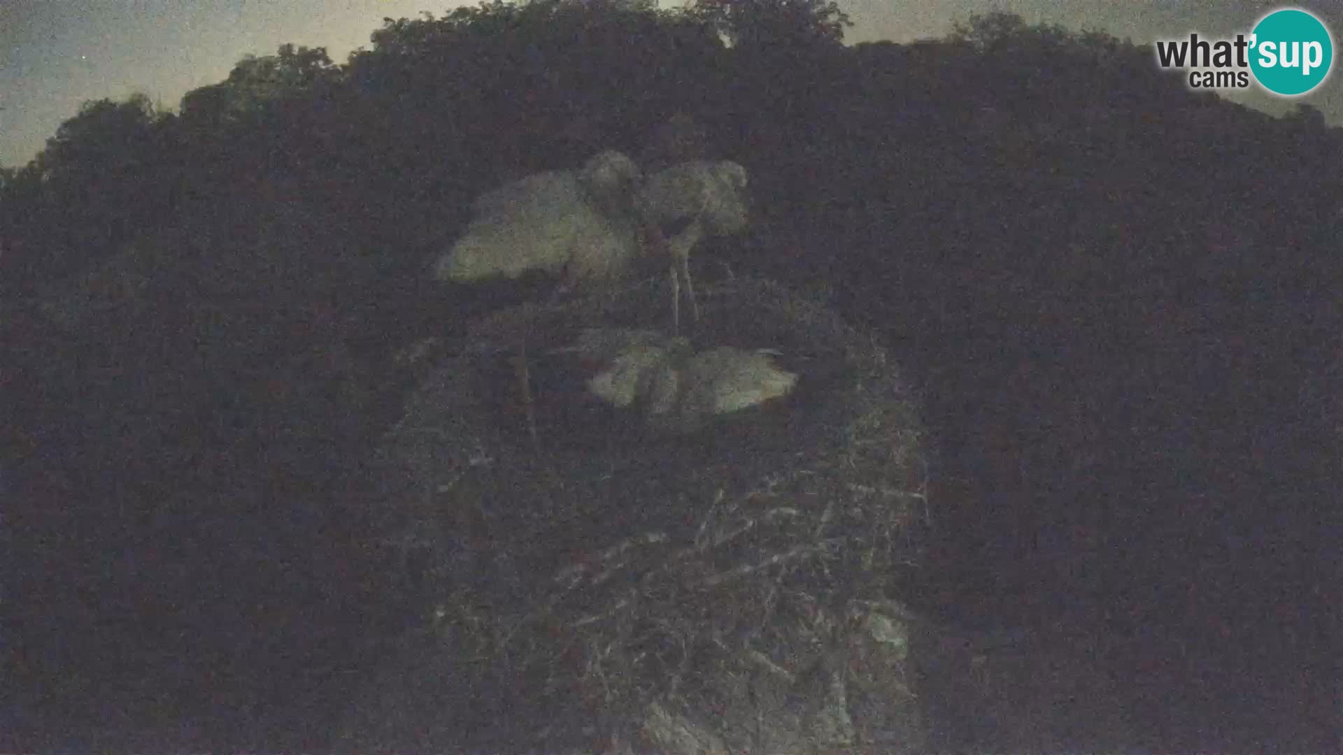 Village européen de cigognes webcam Parc naturel de Lonjsko polje