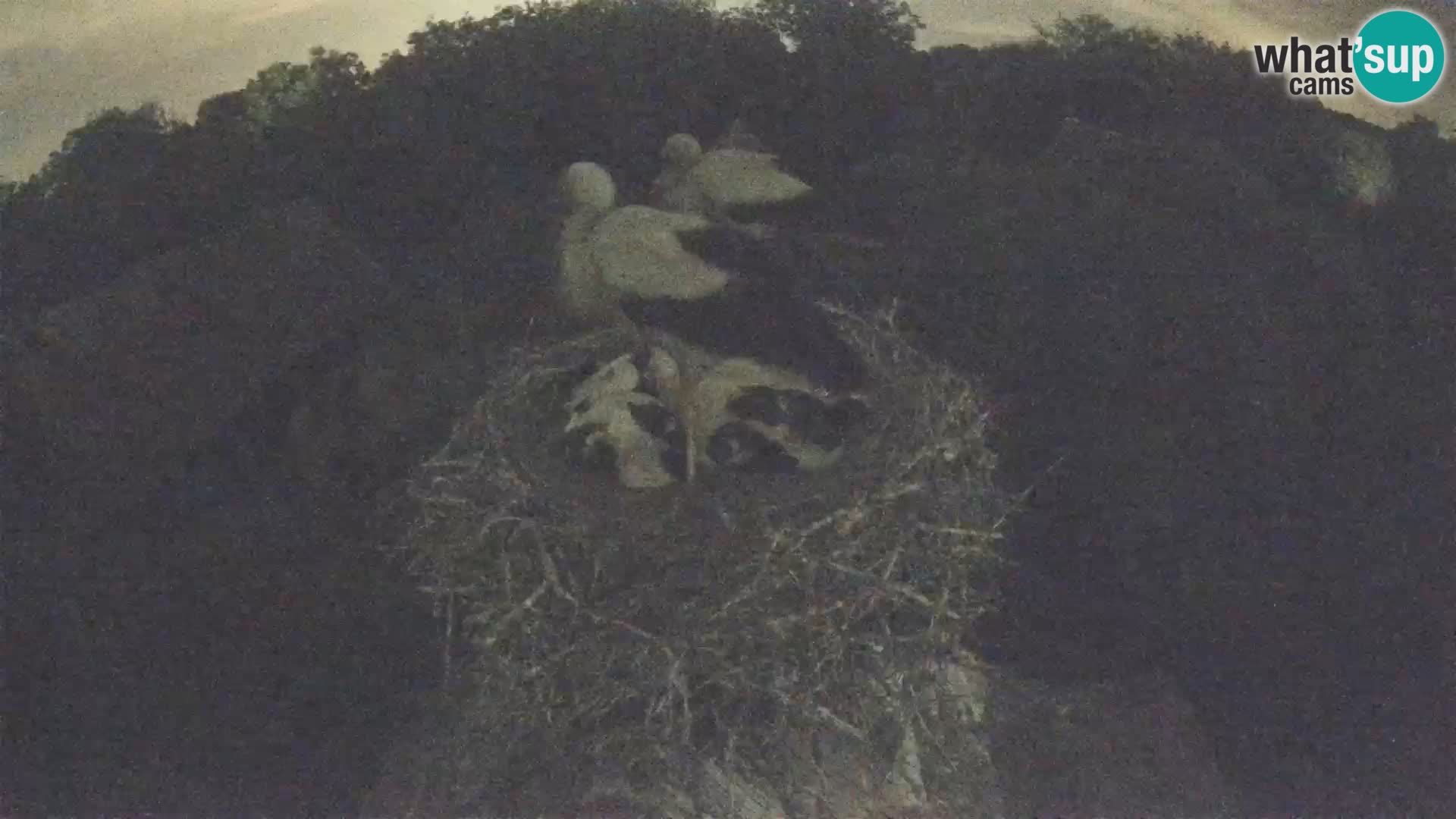Villaggio delle cicogne europee webcam Parco naturale di Lonjsko polje