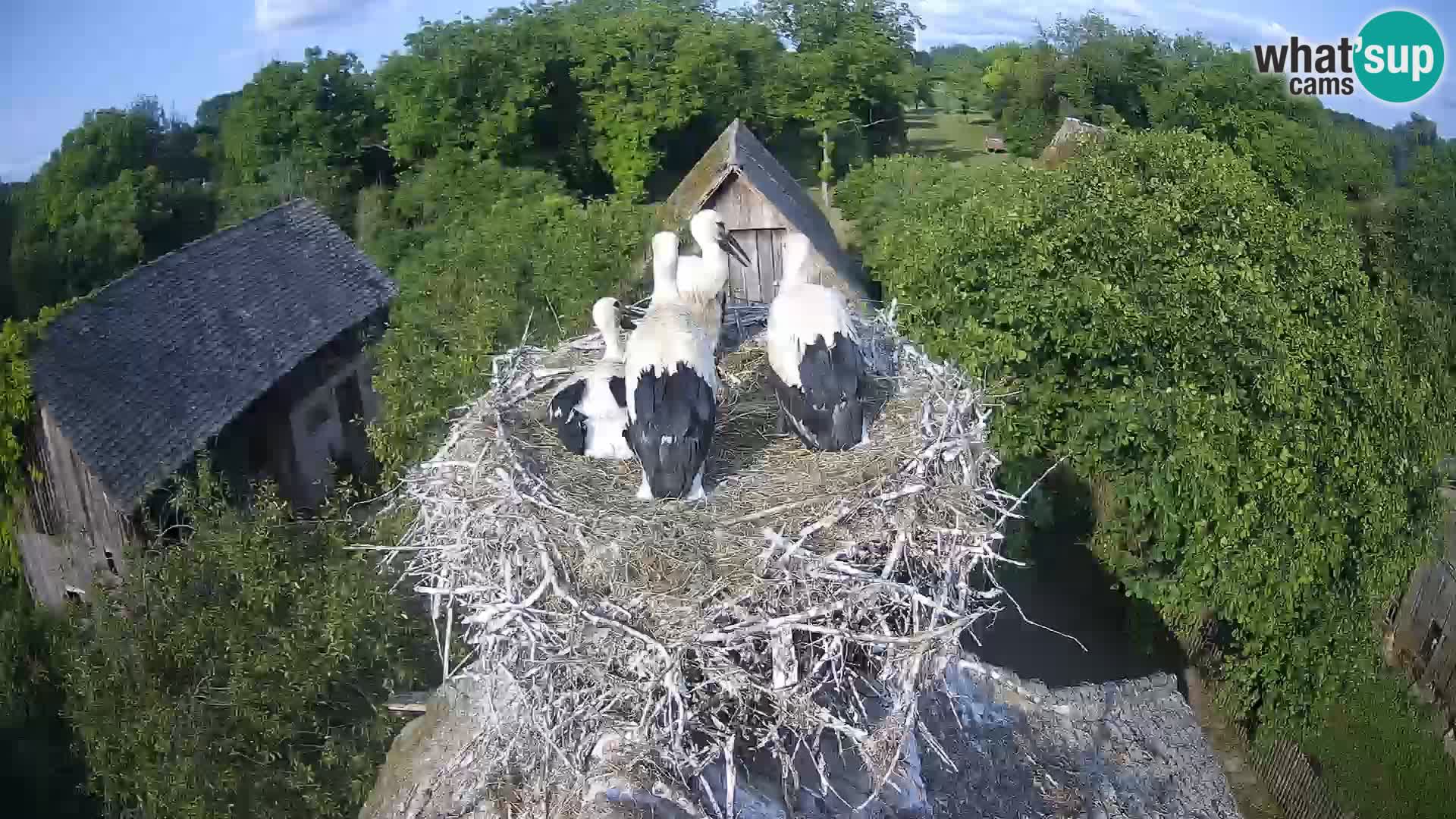 Pueblo europeo de cigüeñas camera en vivo Parque Natural Lonjsko polje