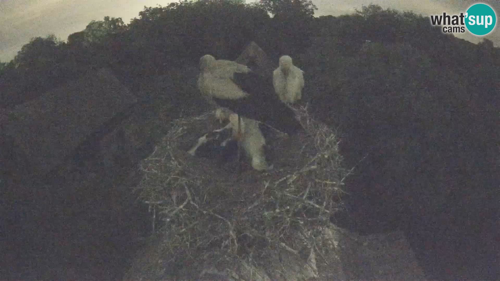 Village européen de cigognes webcam Parc naturel de Lonjsko polje