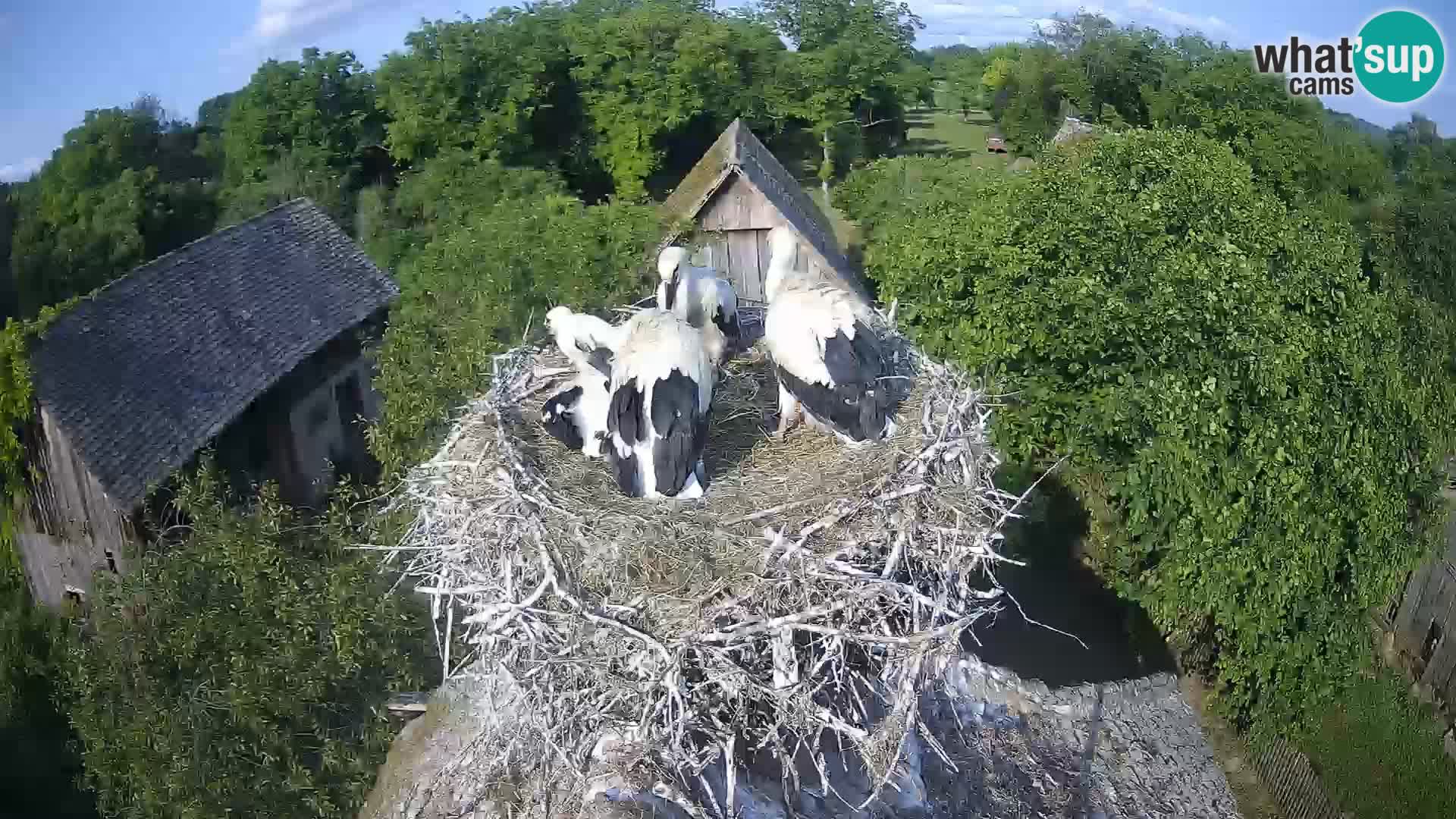 Village européen de cigognes webcam Parc naturel de Lonjsko polje