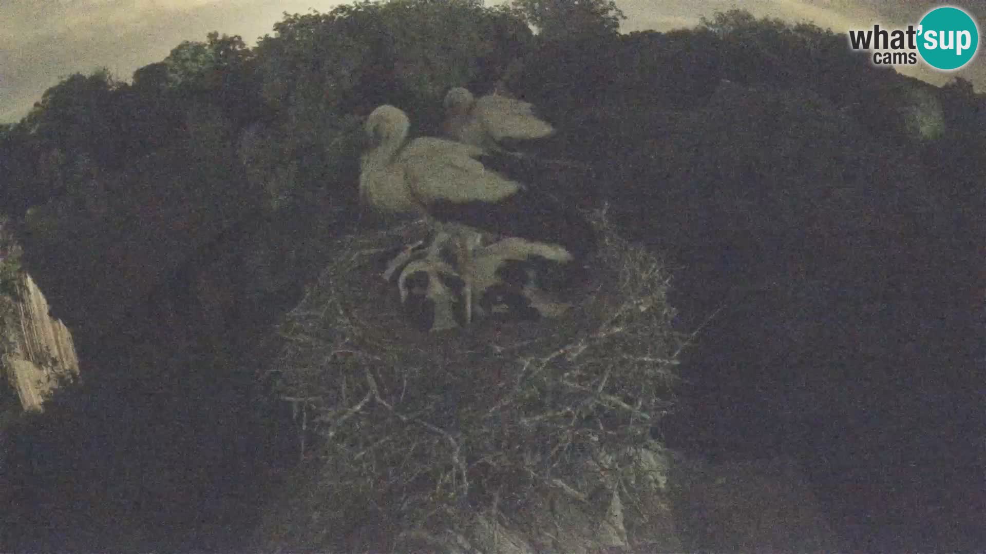 Pueblo europeo de cigüeñas camera en vivo Parque Natural Lonjsko polje