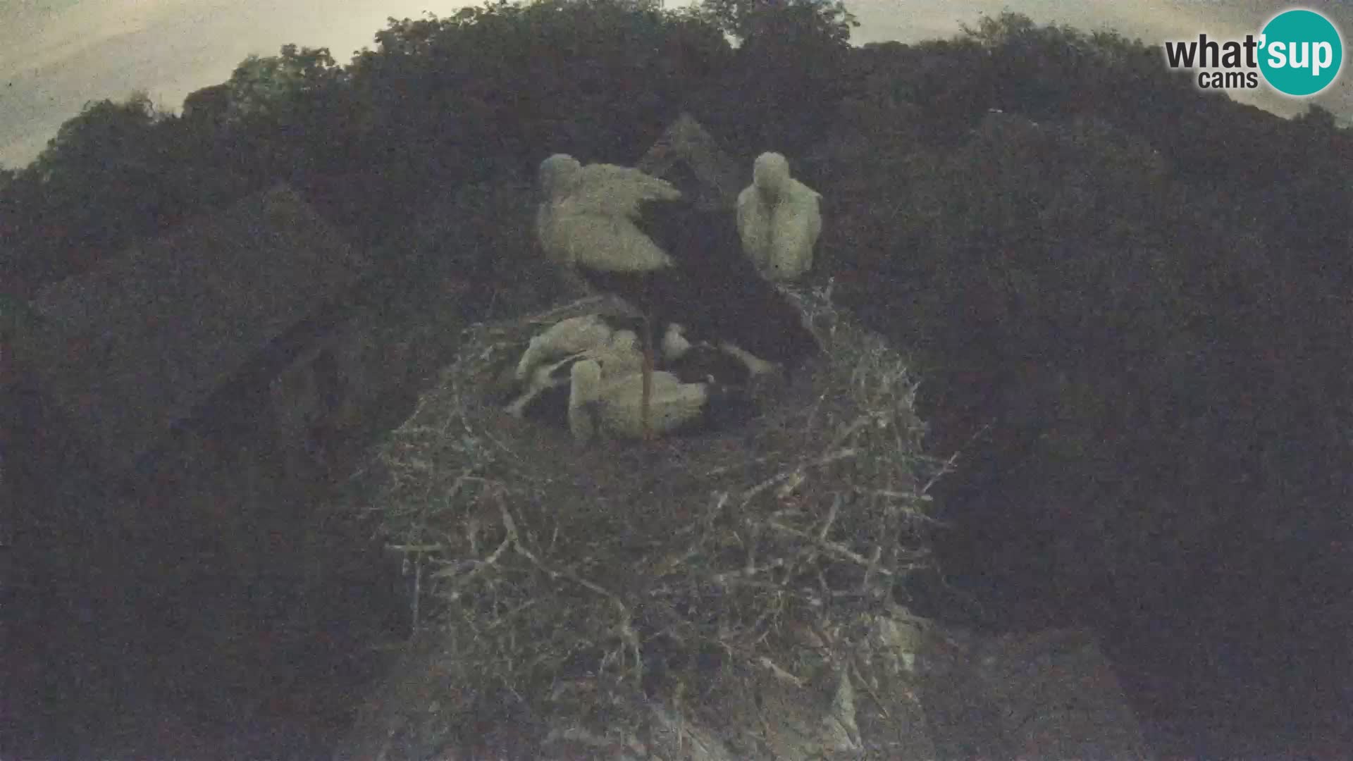 Village européen de cigognes webcam Parc naturel de Lonjsko polje