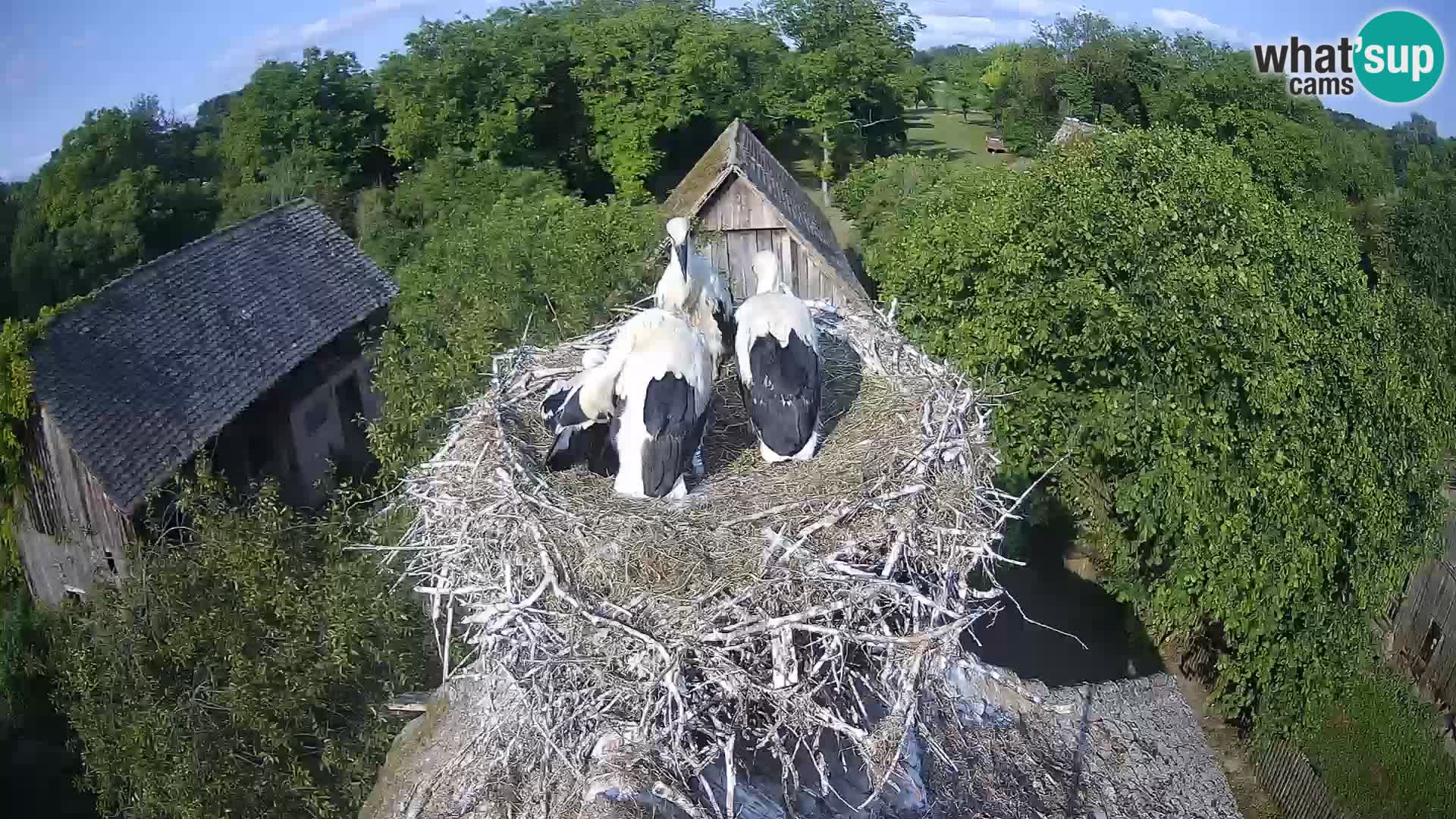 Pueblo europeo de cigüeñas camera en vivo Parque Natural Lonjsko polje