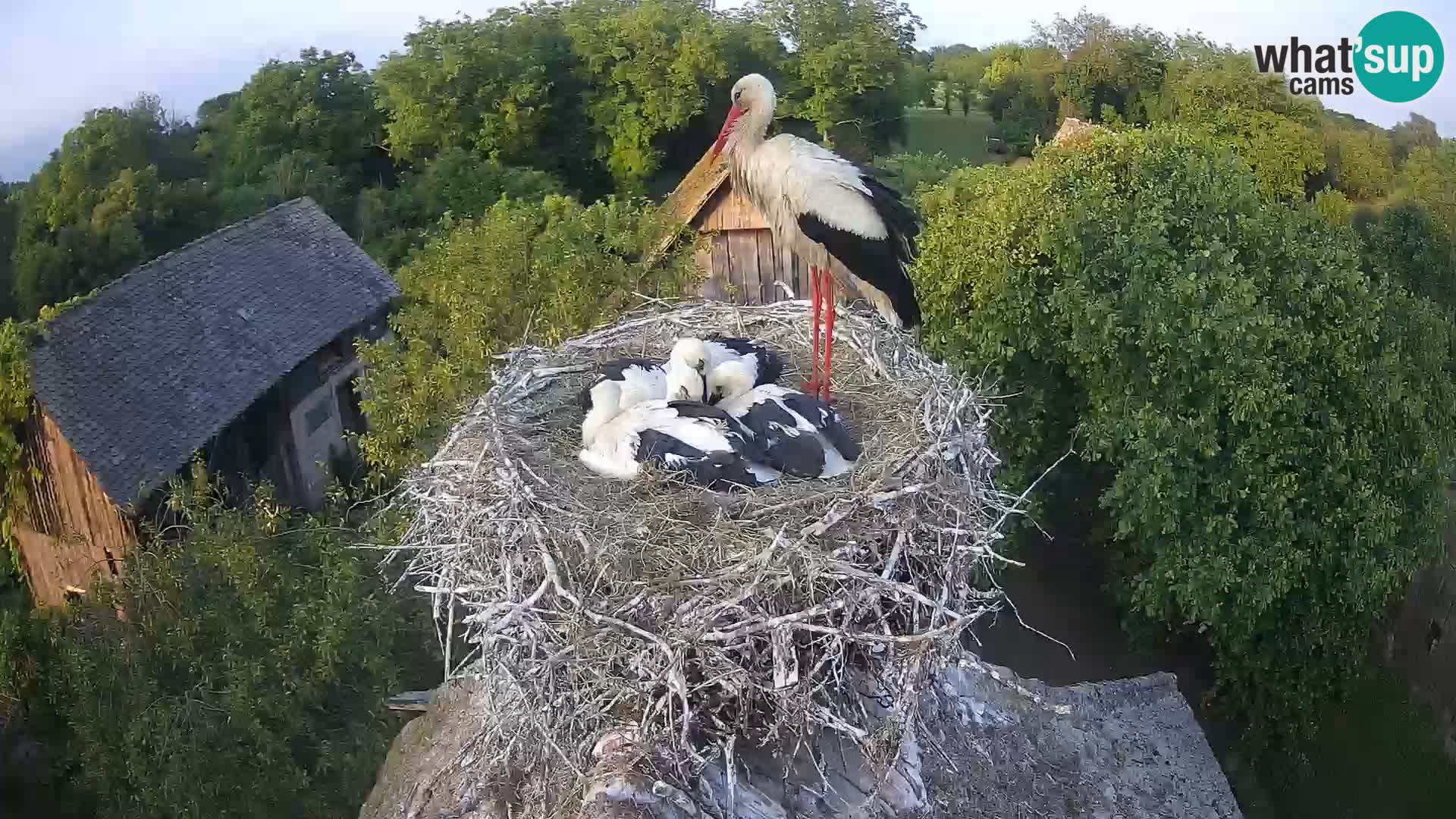 Webcam Europäisches Storchendorf – Naturpark Lonjsko polje