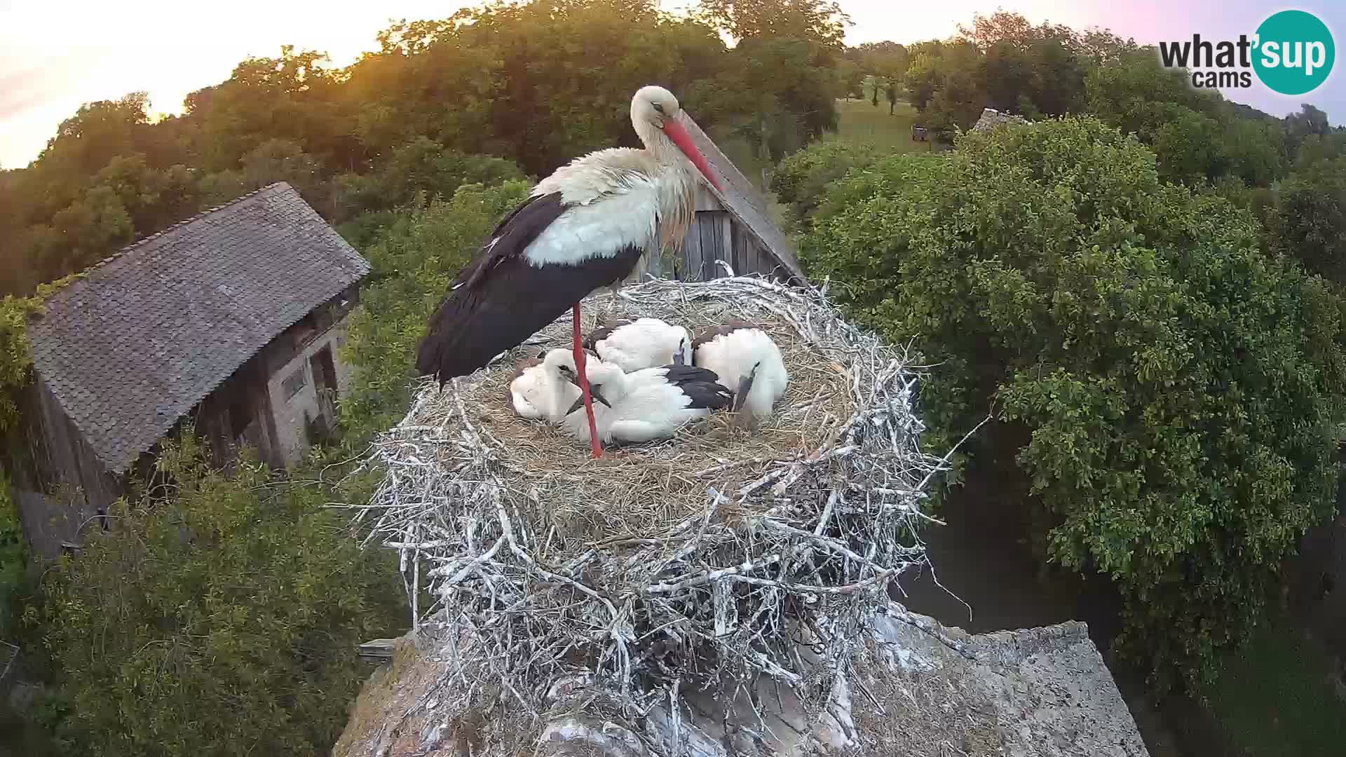 Village européen de cigognes webcam Parc naturel de Lonjsko polje