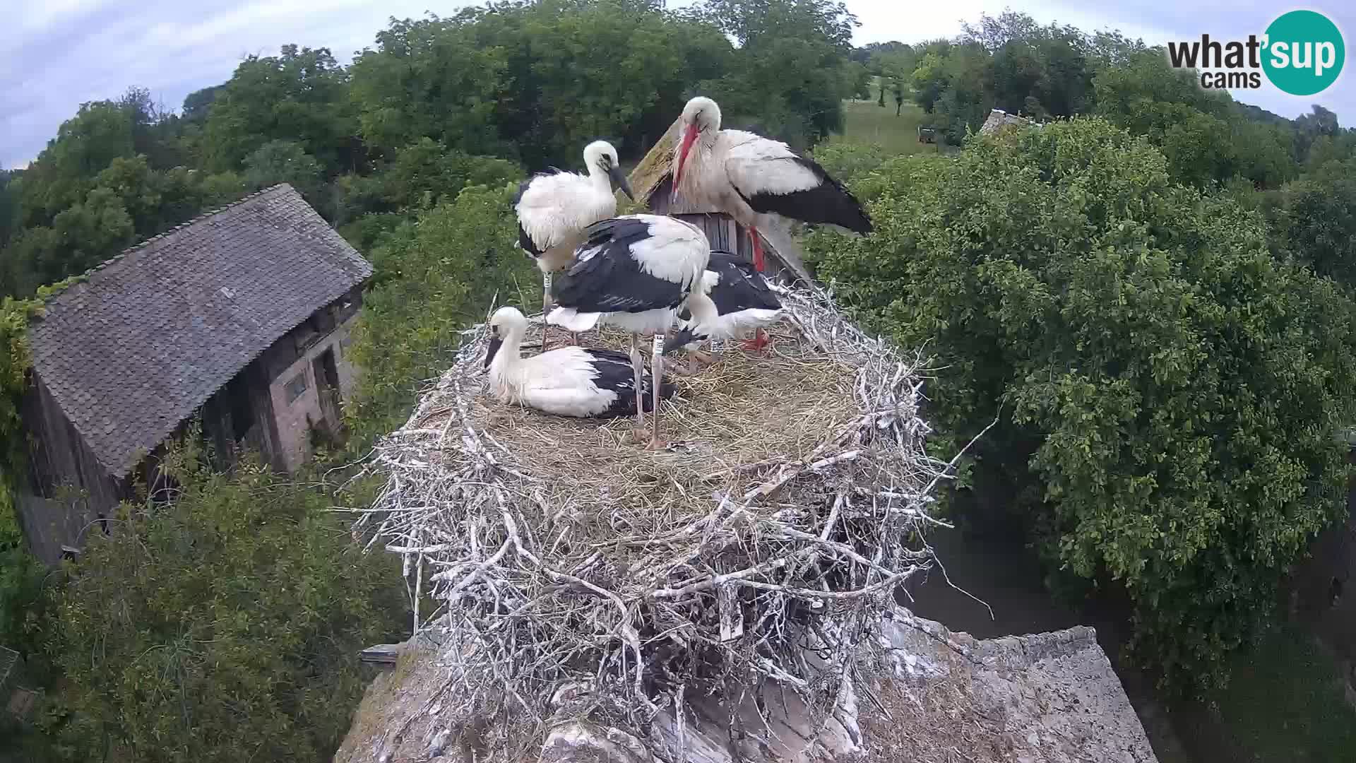 Webcam Europäisches Storchendorf – Naturpark Lonjsko polje