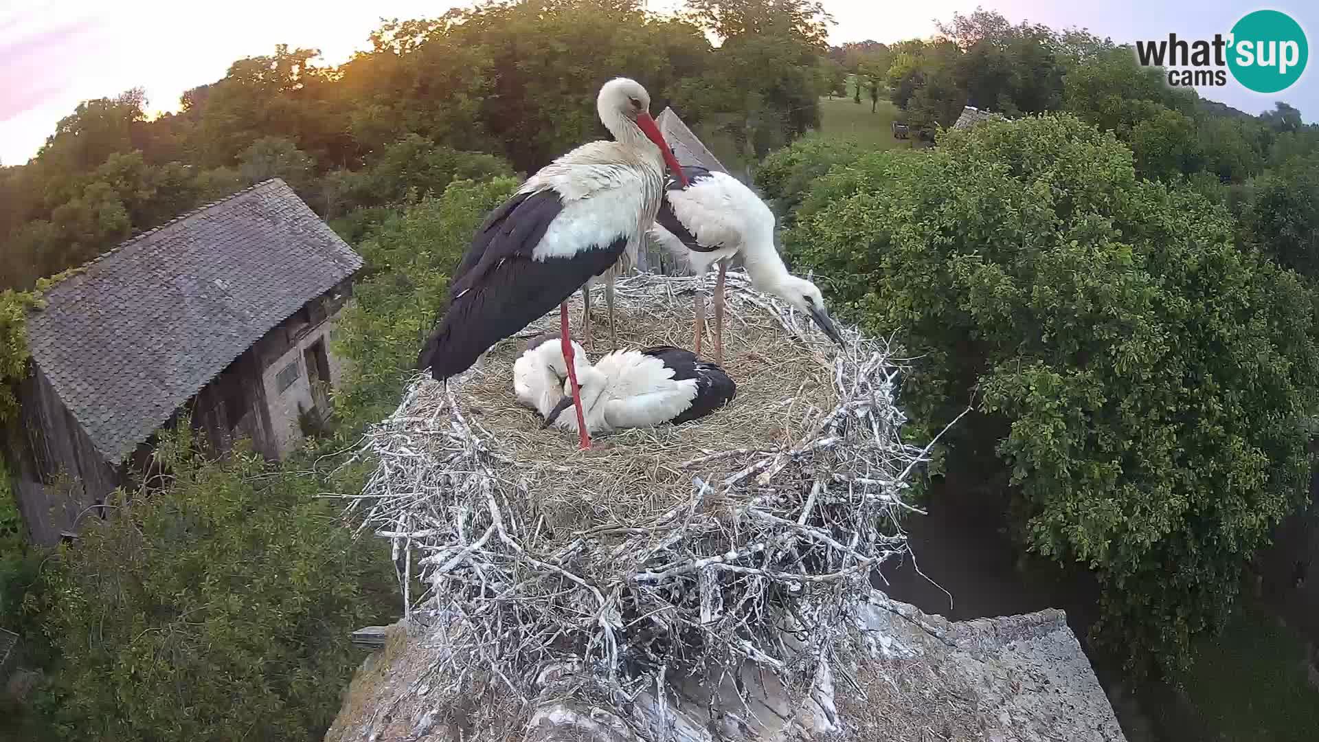 Village européen de cigognes webcam Parc naturel de Lonjsko polje