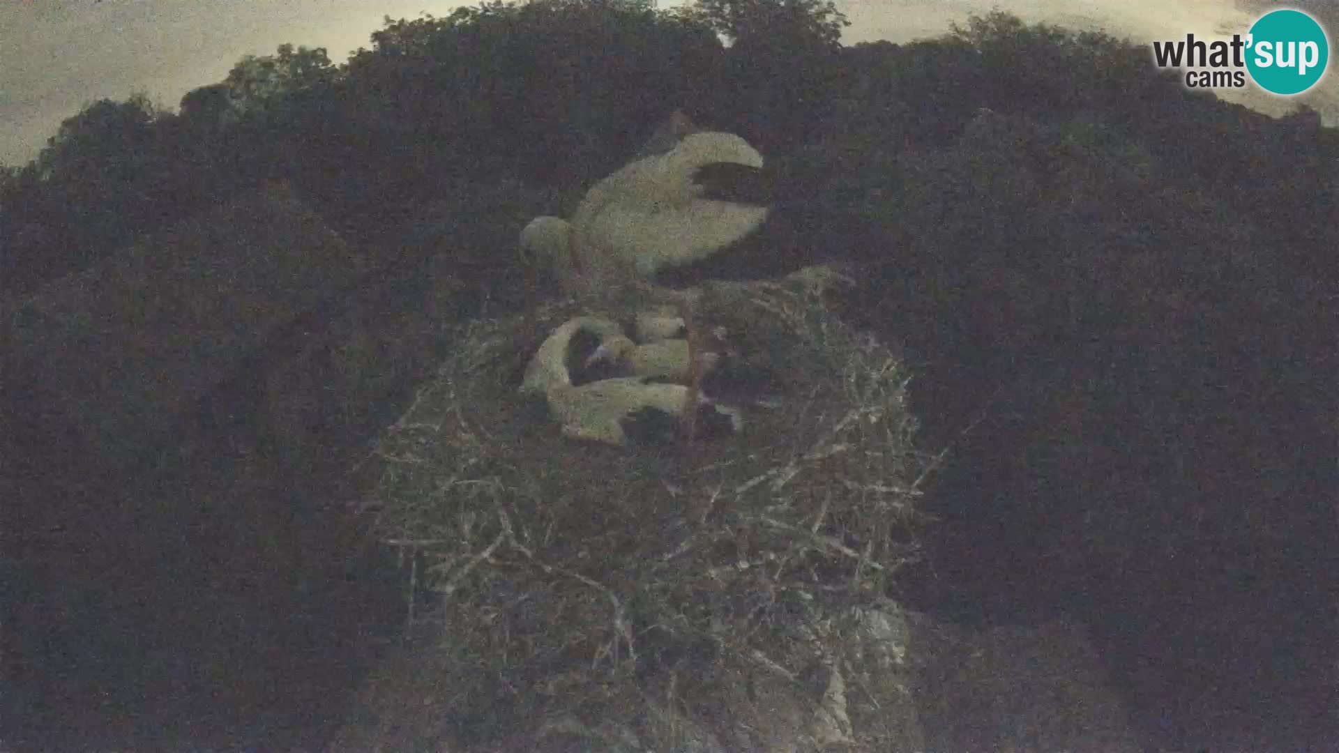 Webcam Europäisches Storchendorf – Naturpark Lonjsko polje