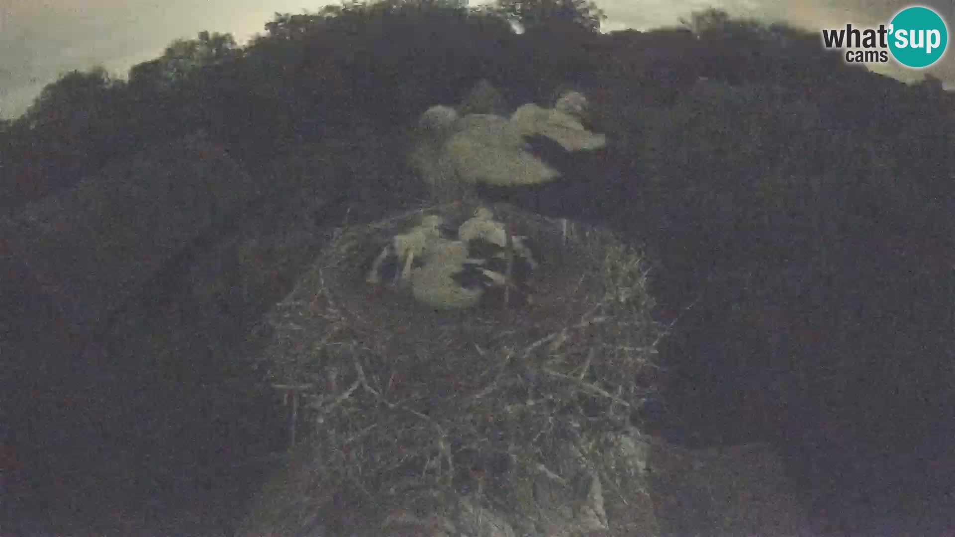 Pueblo europeo de cigüeñas camera en vivo Parque Natural Lonjsko polje
