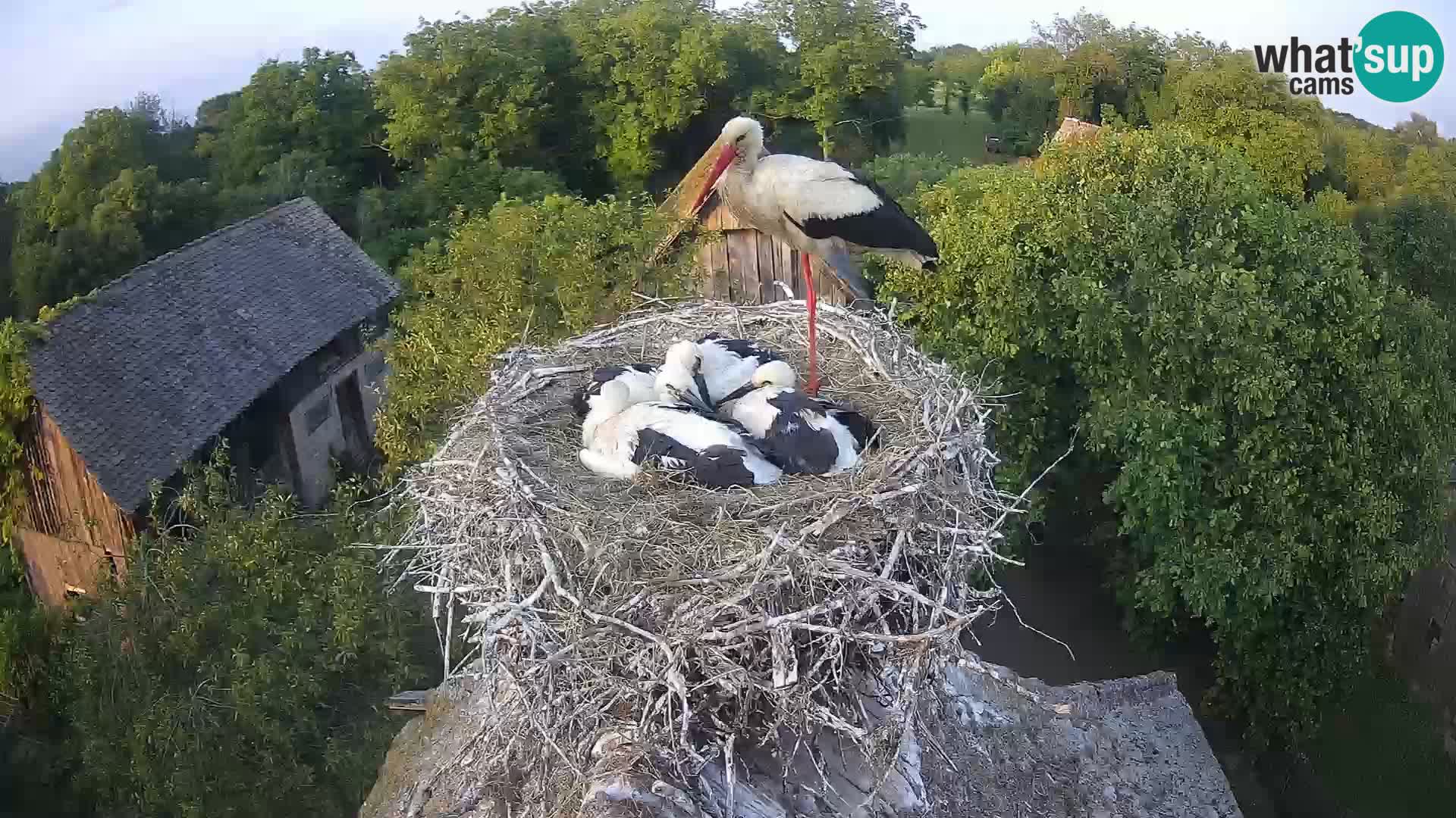 Webcam Europäisches Storchendorf – Naturpark Lonjsko polje