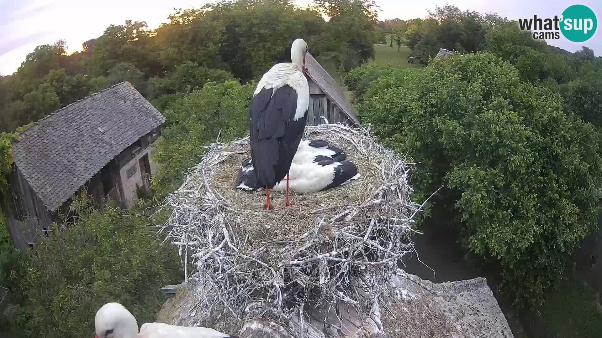 Villaggio delle cicogne europee webcam Parco naturale di Lonjsko polje