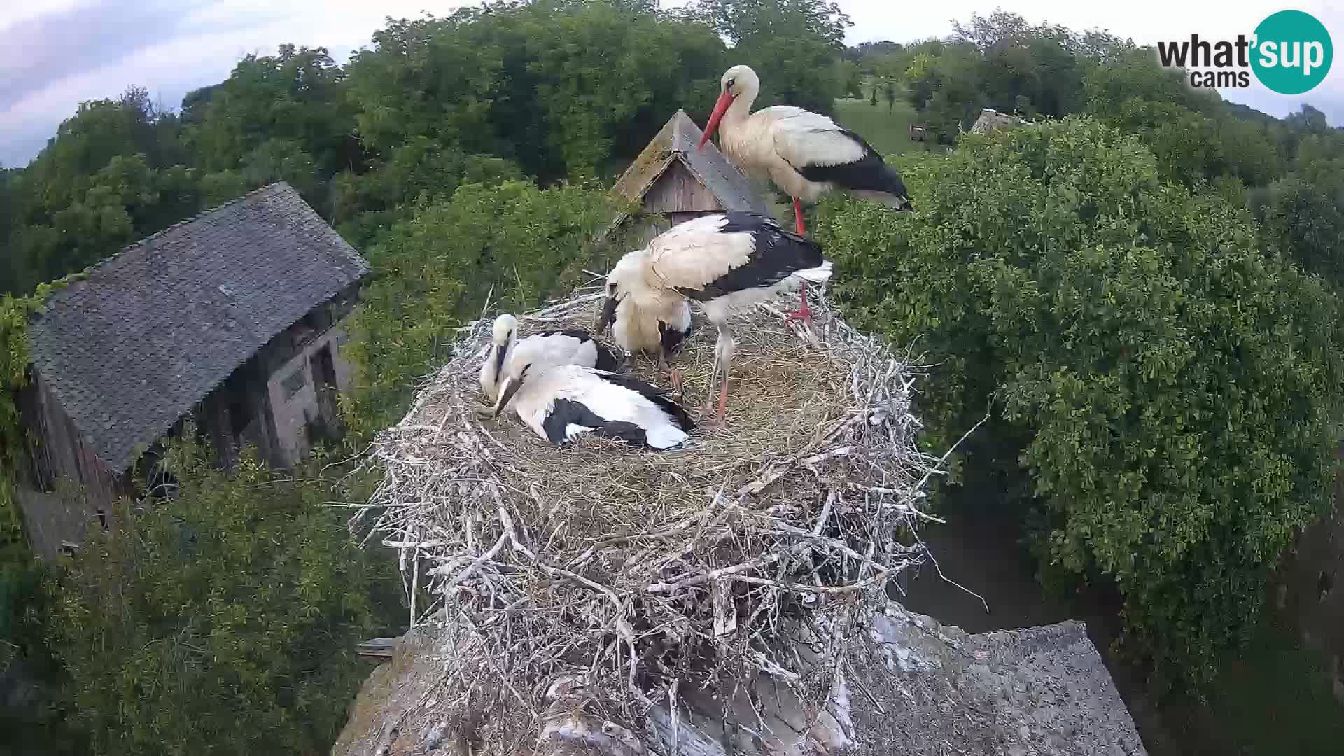 Village européen de cigognes webcam Parc naturel de Lonjsko polje