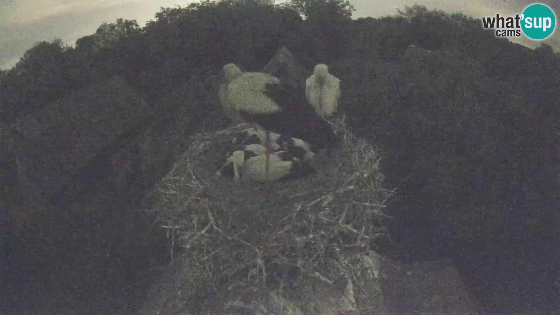 Webcam Europäisches Storchendorf – Naturpark Lonjsko polje