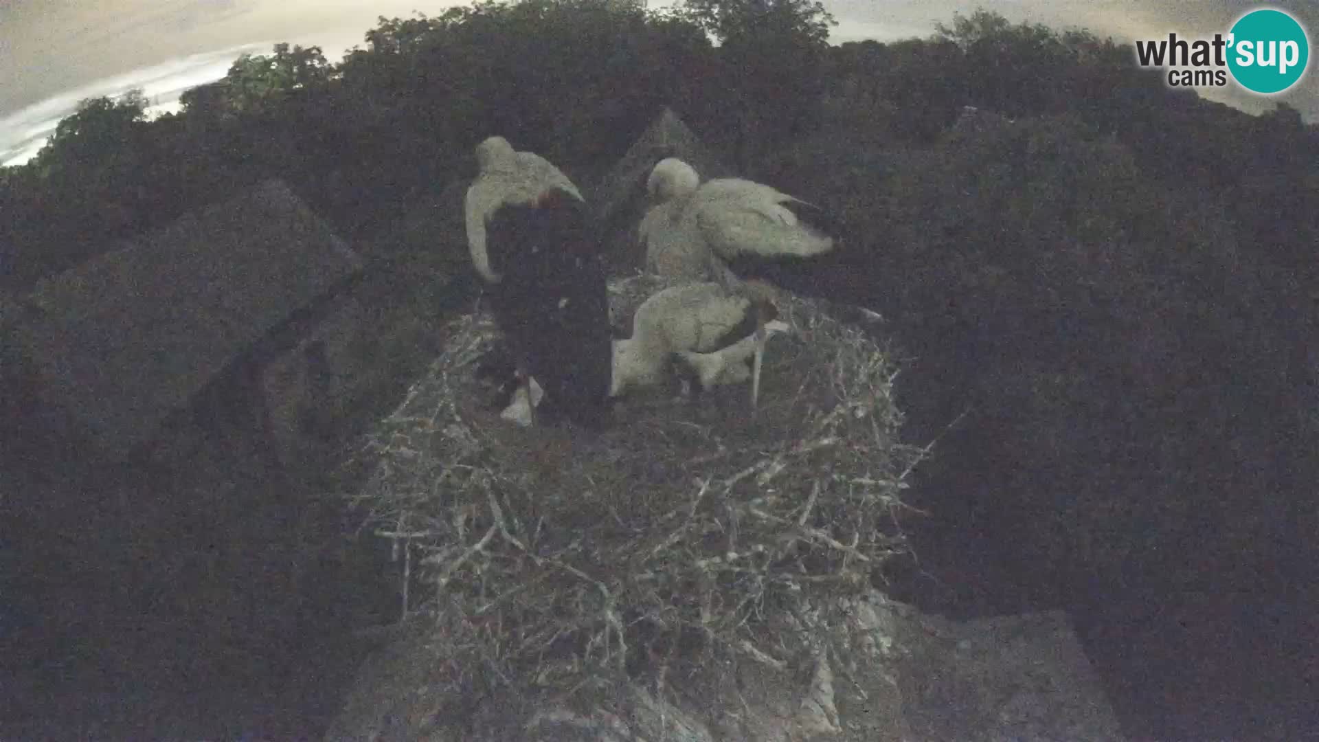 Villaggio delle cicogne europee webcam Parco naturale di Lonjsko polje