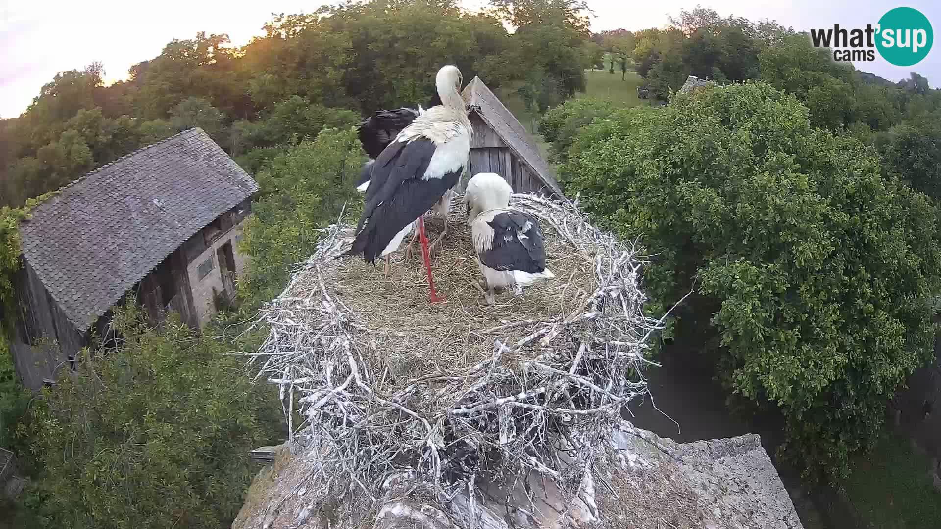 Webcam Europäisches Storchendorf – Naturpark Lonjsko polje