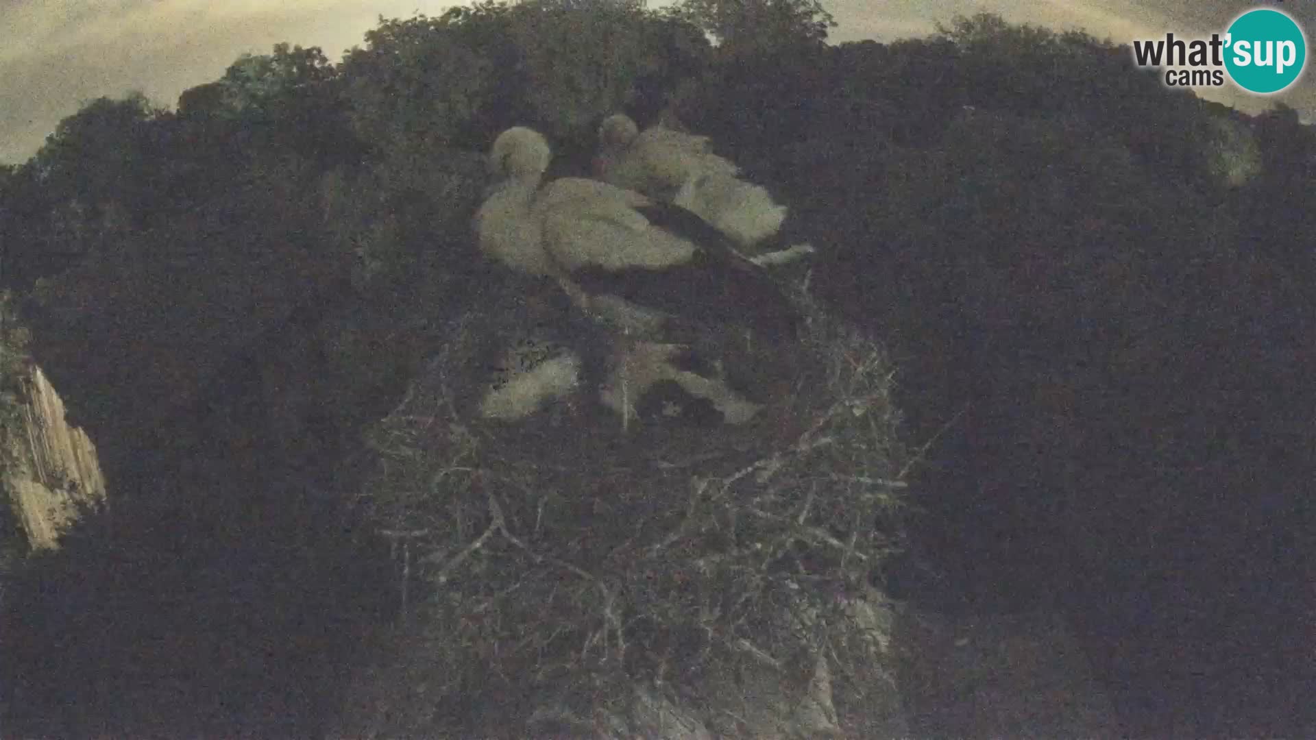Webcam Europäisches Storchendorf – Naturpark Lonjsko polje