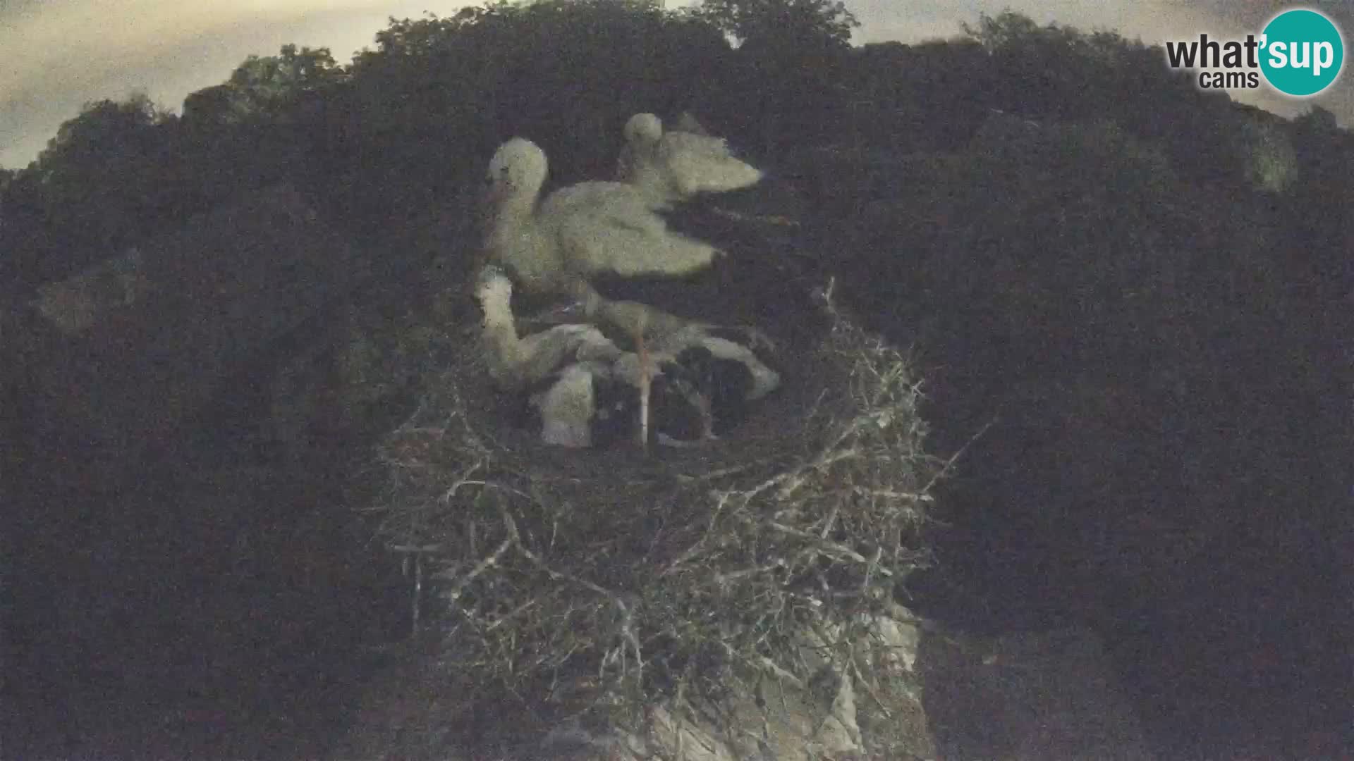 Village européen de cigognes webcam Parc naturel de Lonjsko polje
