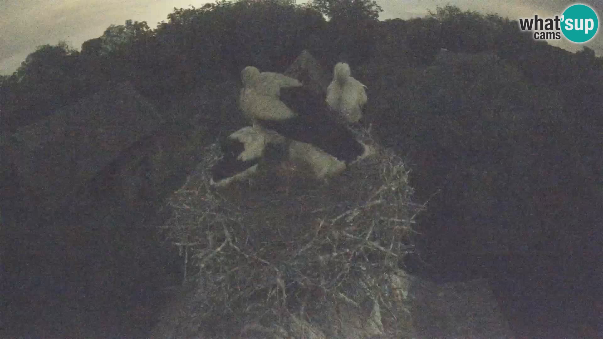Webcam Europäisches Storchendorf – Naturpark Lonjsko polje