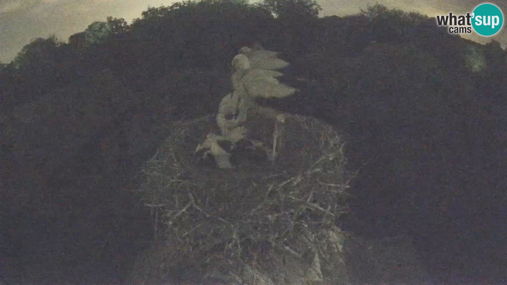 Pueblo europeo de cigüeñas camera en vivo Parque Natural Lonjsko polje