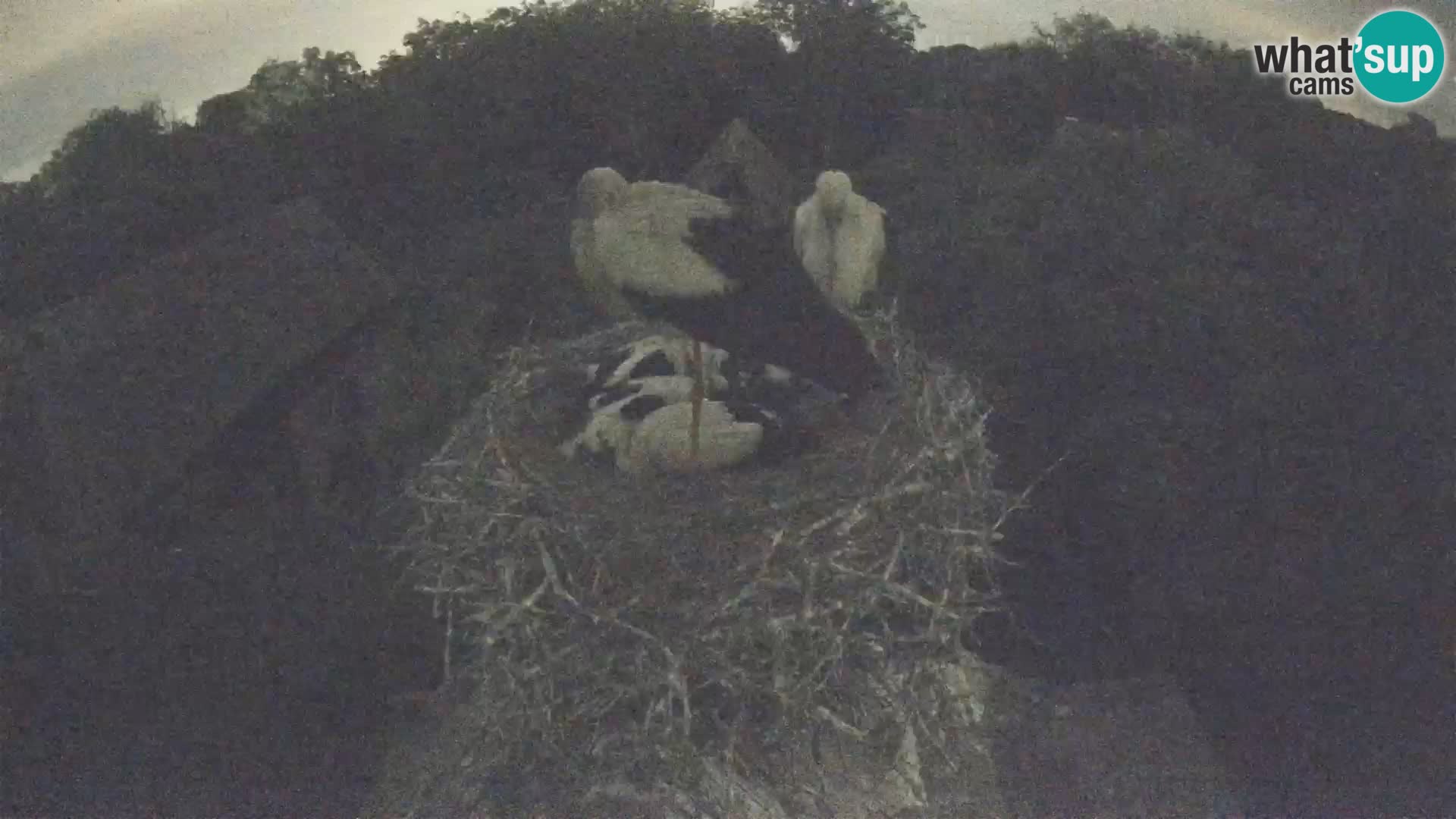 Pueblo europeo de cigüeñas camera en vivo Parque Natural Lonjsko polje