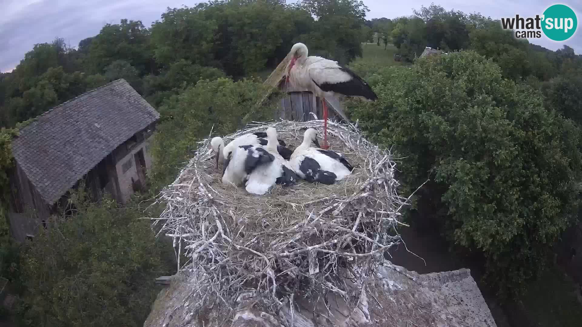 Webcam Europäisches Storchendorf – Naturpark Lonjsko polje