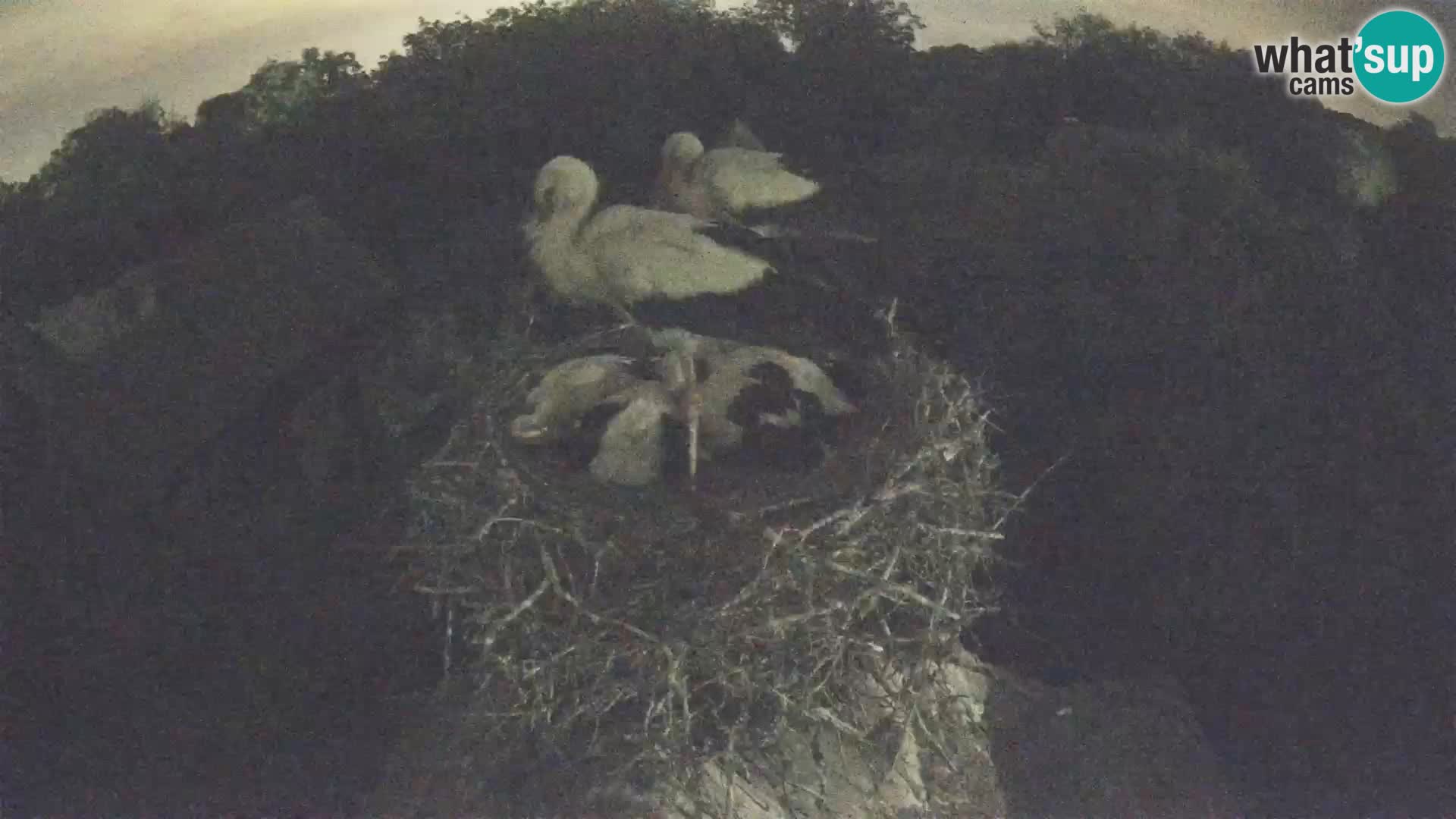 Village européen de cigognes webcam Parc naturel de Lonjsko polje