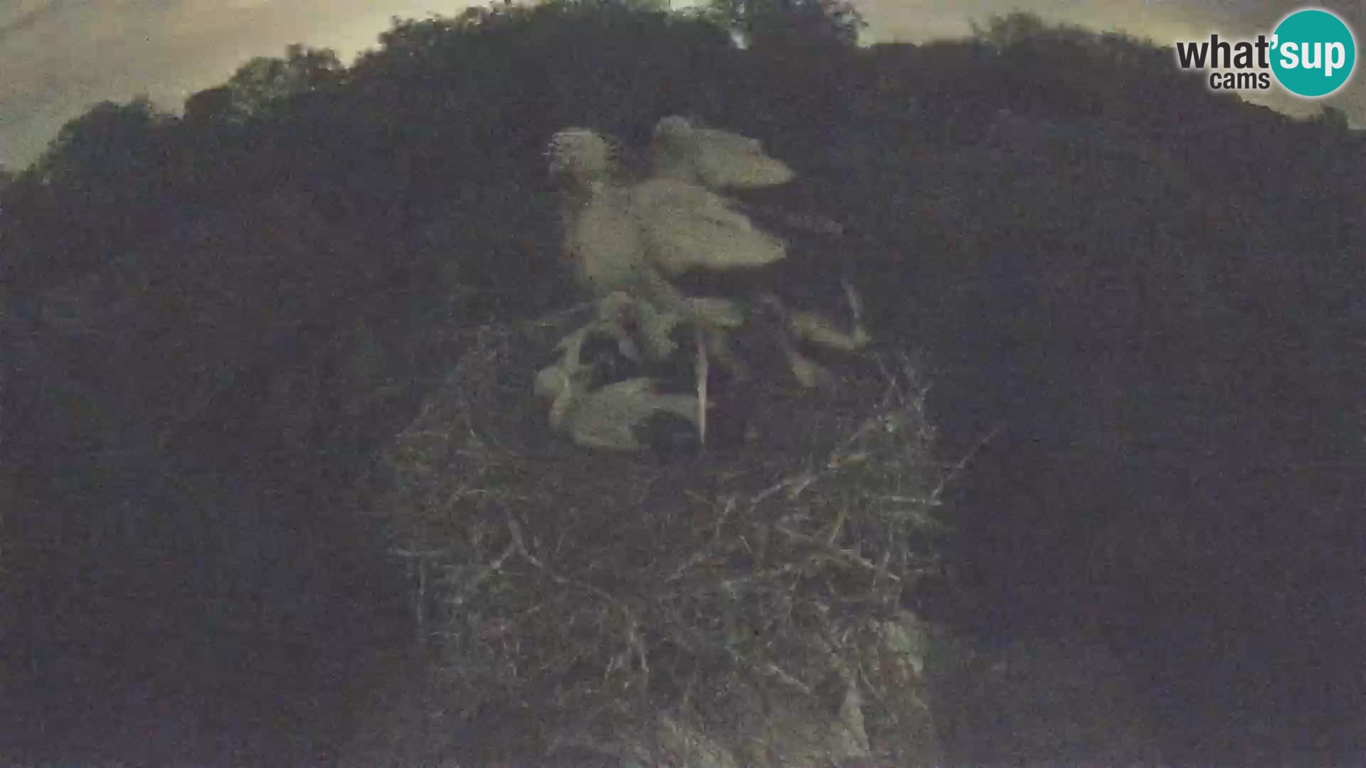 Webcam Europäisches Storchendorf – Naturpark Lonjsko polje