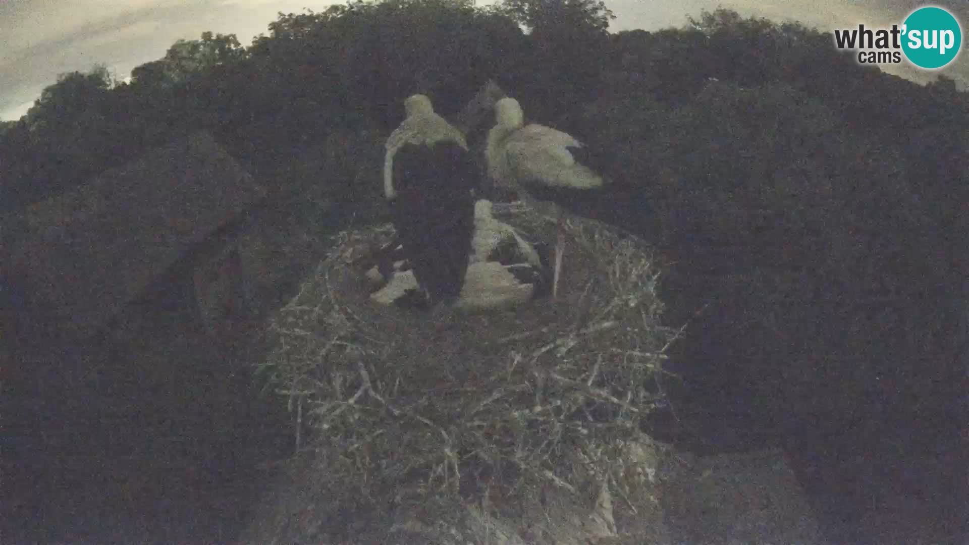 Pueblo europeo de cigüeñas camera en vivo Parque Natural Lonjsko polje