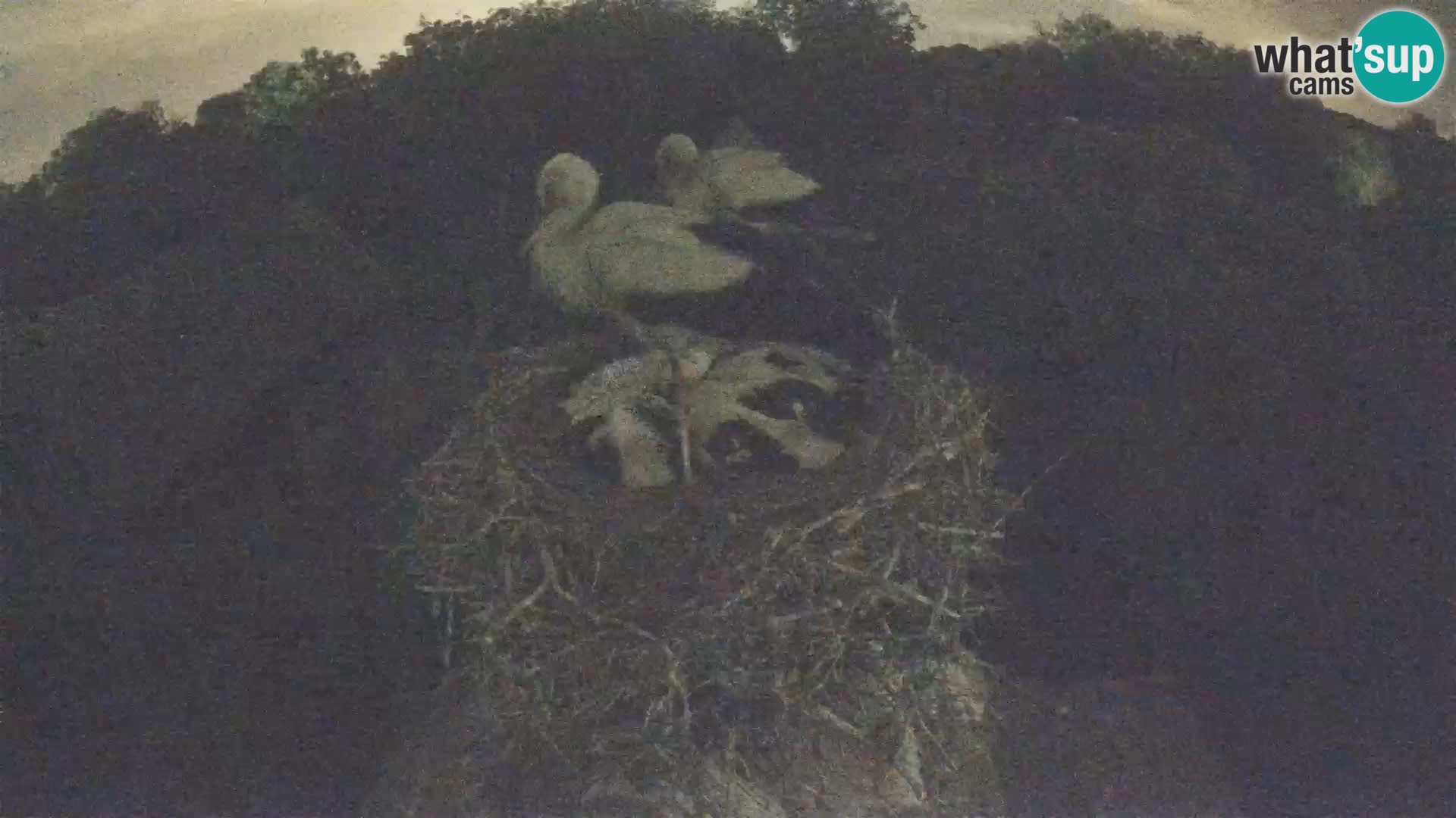 Webcam Europäisches Storchendorf – Naturpark Lonjsko polje